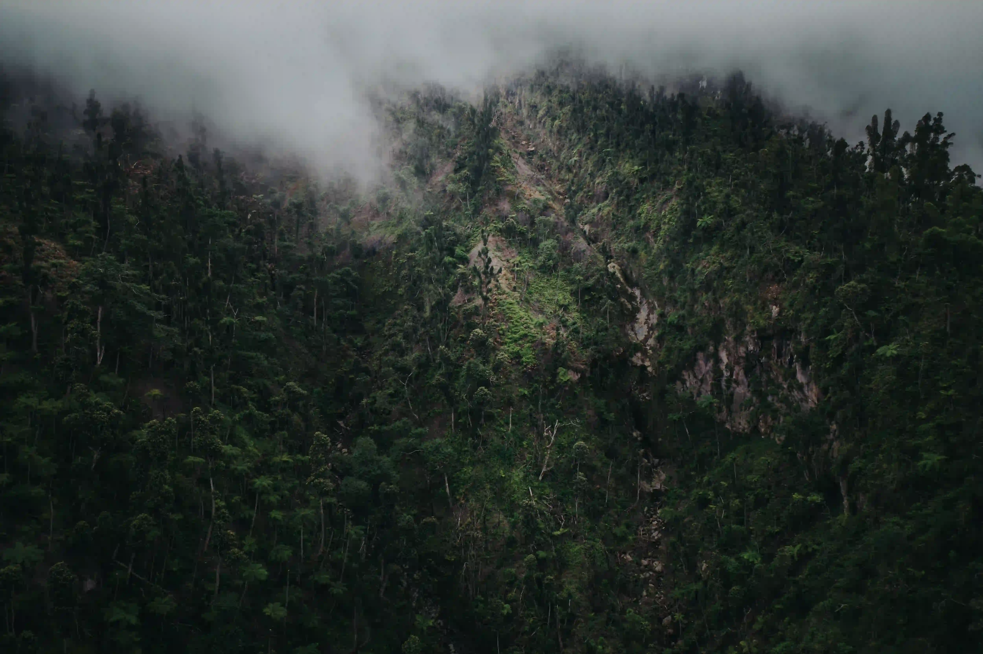 A dense, dark green tropical rainforest covered in thick mist, representing the isolated jungles of Siberut Island.