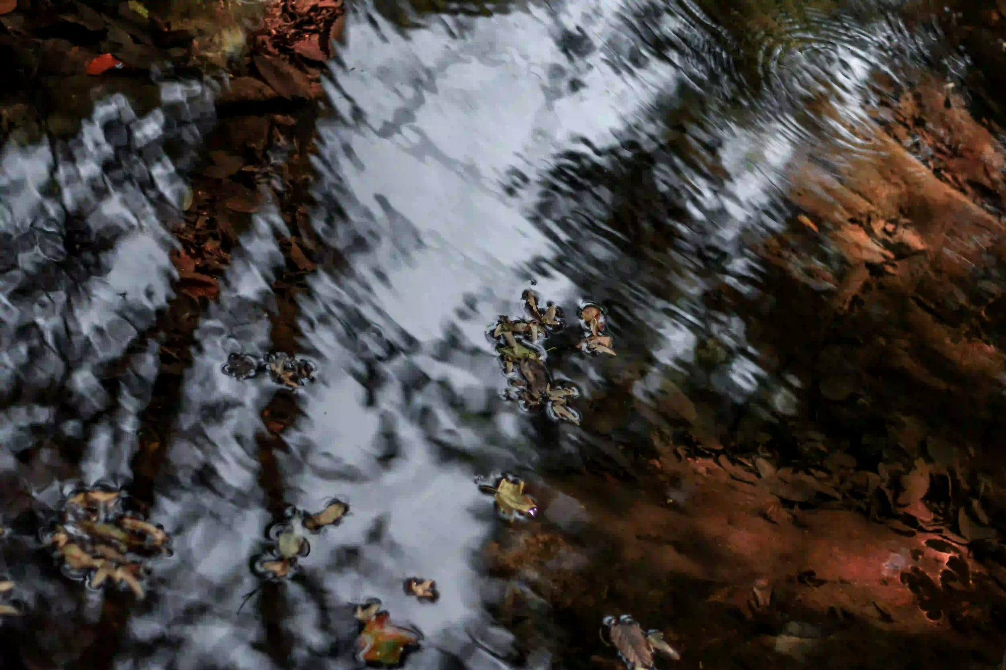 Close up view of dark, rippling canal water reflecting the sky and bare branches, with fallen leaves floating on the surface.