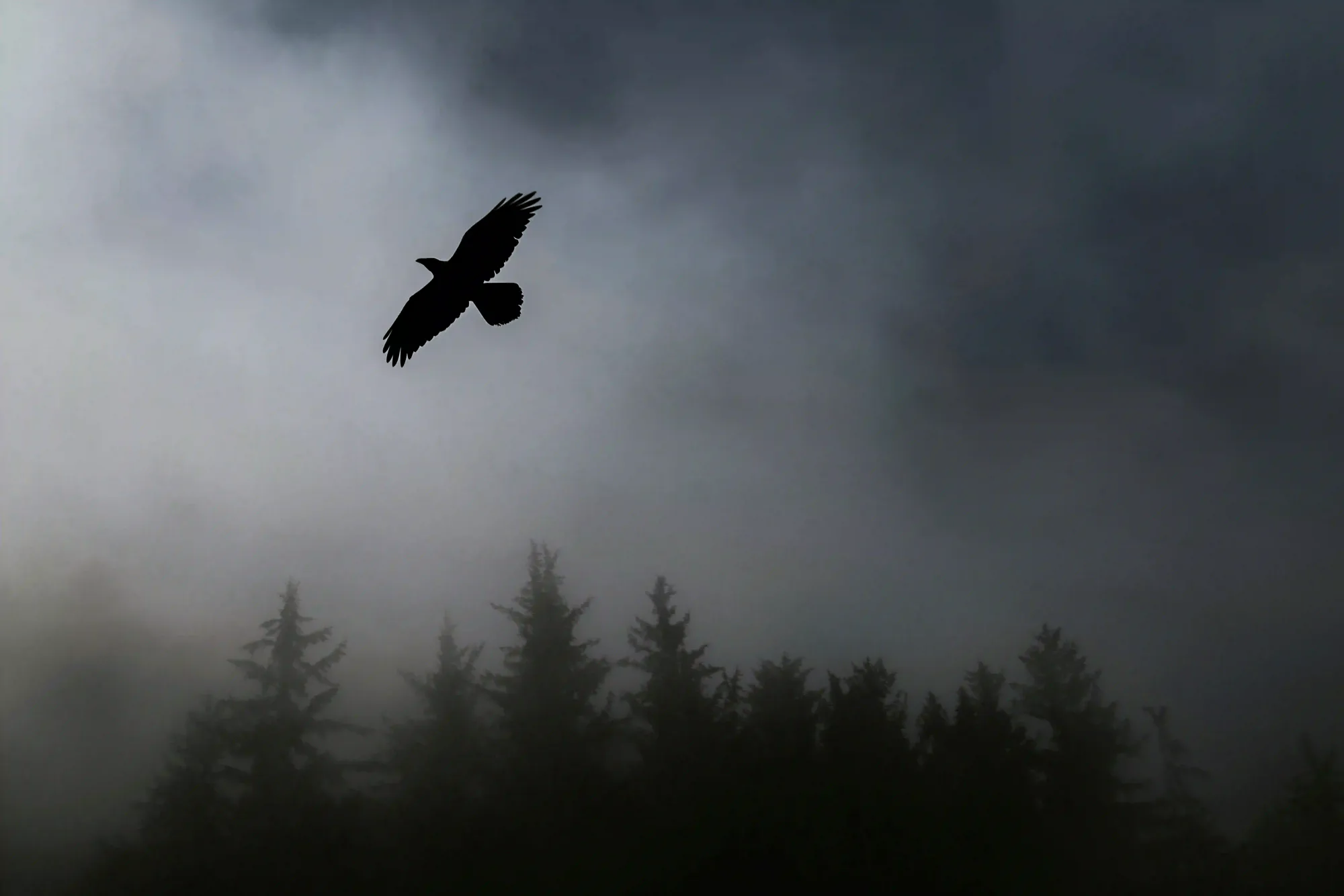 A solitary crow flying in silhouette against a heavy, foggy grey sky above dark pine trees.