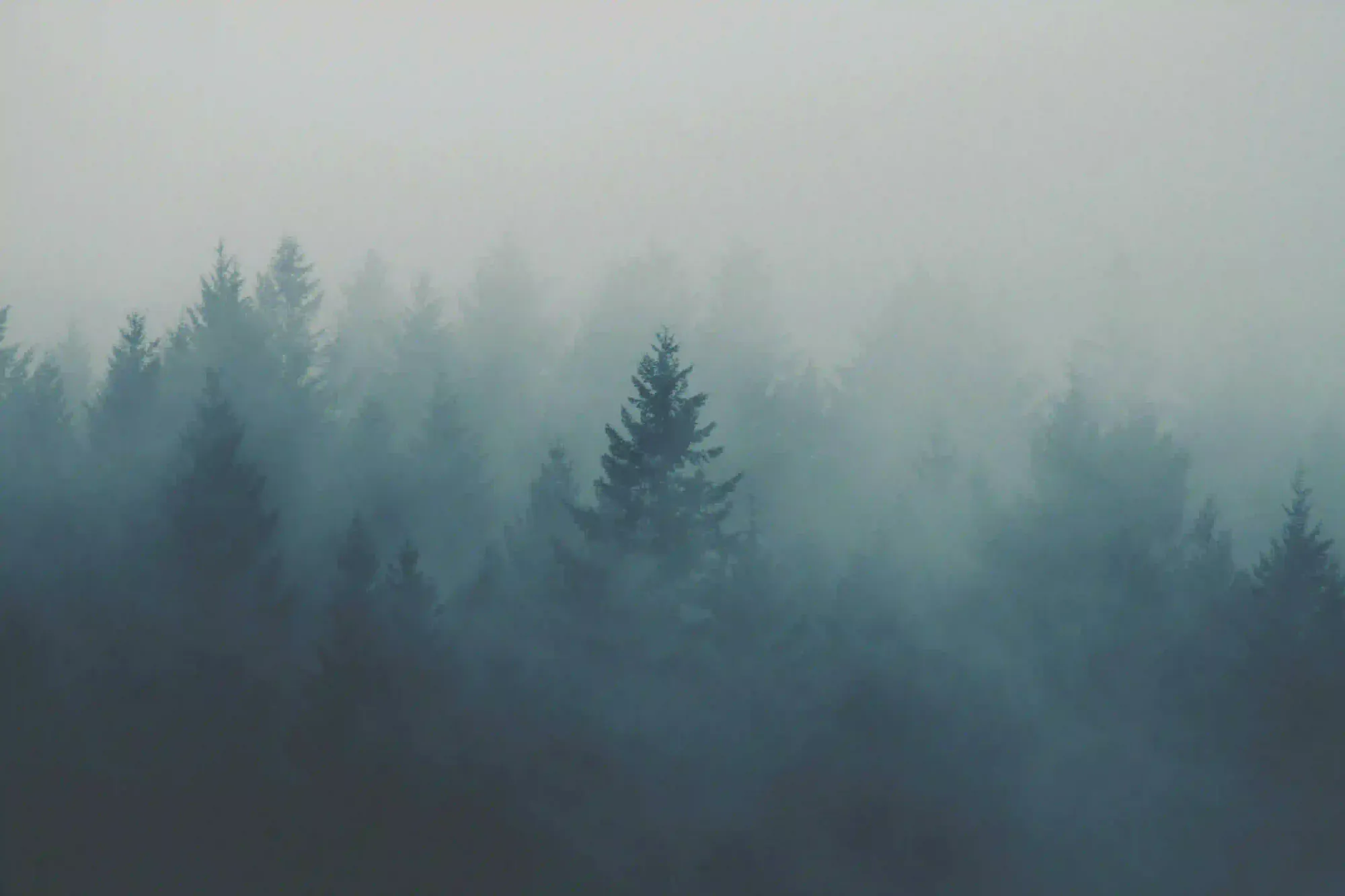 A moody, fog-covered forest landscape representing ecological amnesia and the silent fading of biodiversity.