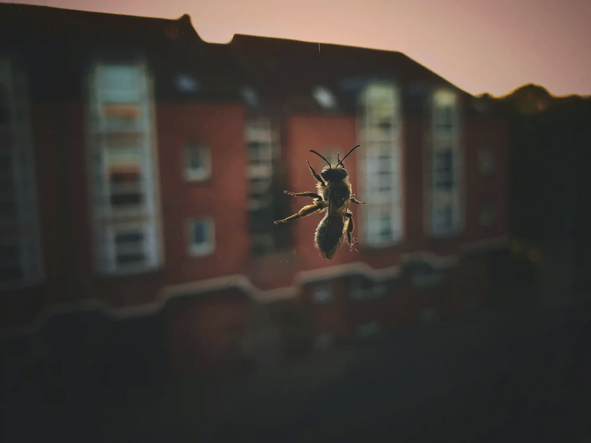 A close-up silhouette of a solitary bee clinging to a glass surface, contrasted against a massive, out-of-focus brick apartment building at dusk.