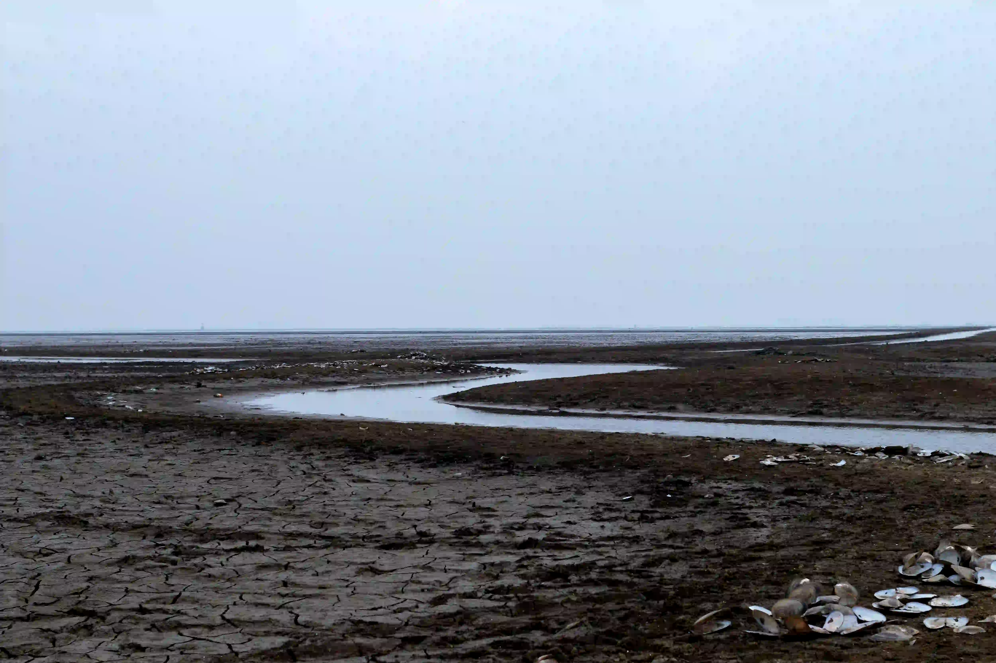 A bleak, low-exposure landscape showing deeply cracked mud and scattered dead shells next to a rapidly dwindling stream under an overcast sky.