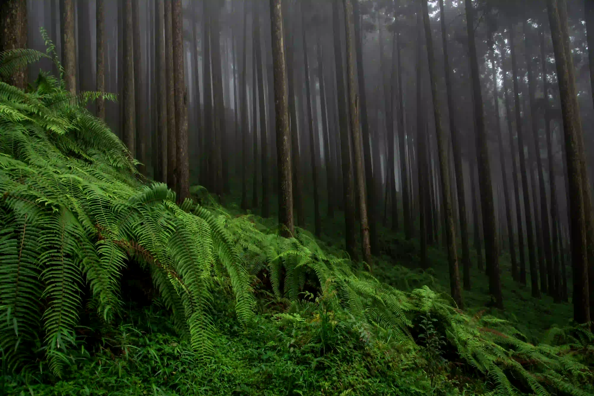Dark mist rolling through a dense cedar forest with vibrant ferns in the foreground, symbolizing continuous renewal.