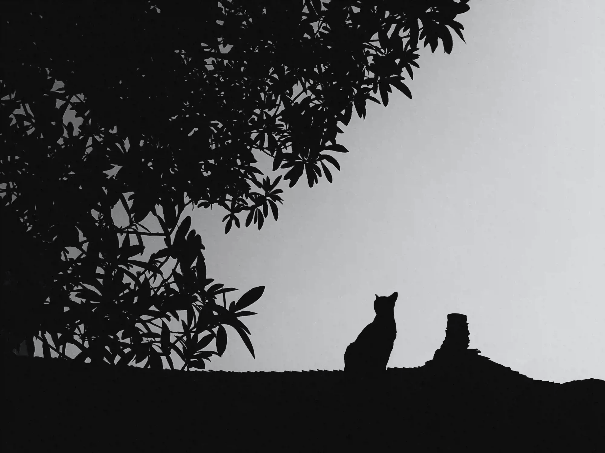A stark, grainy black and white silhouette of a cat, representing the dark myth and paranoia that gripped the naval crews.