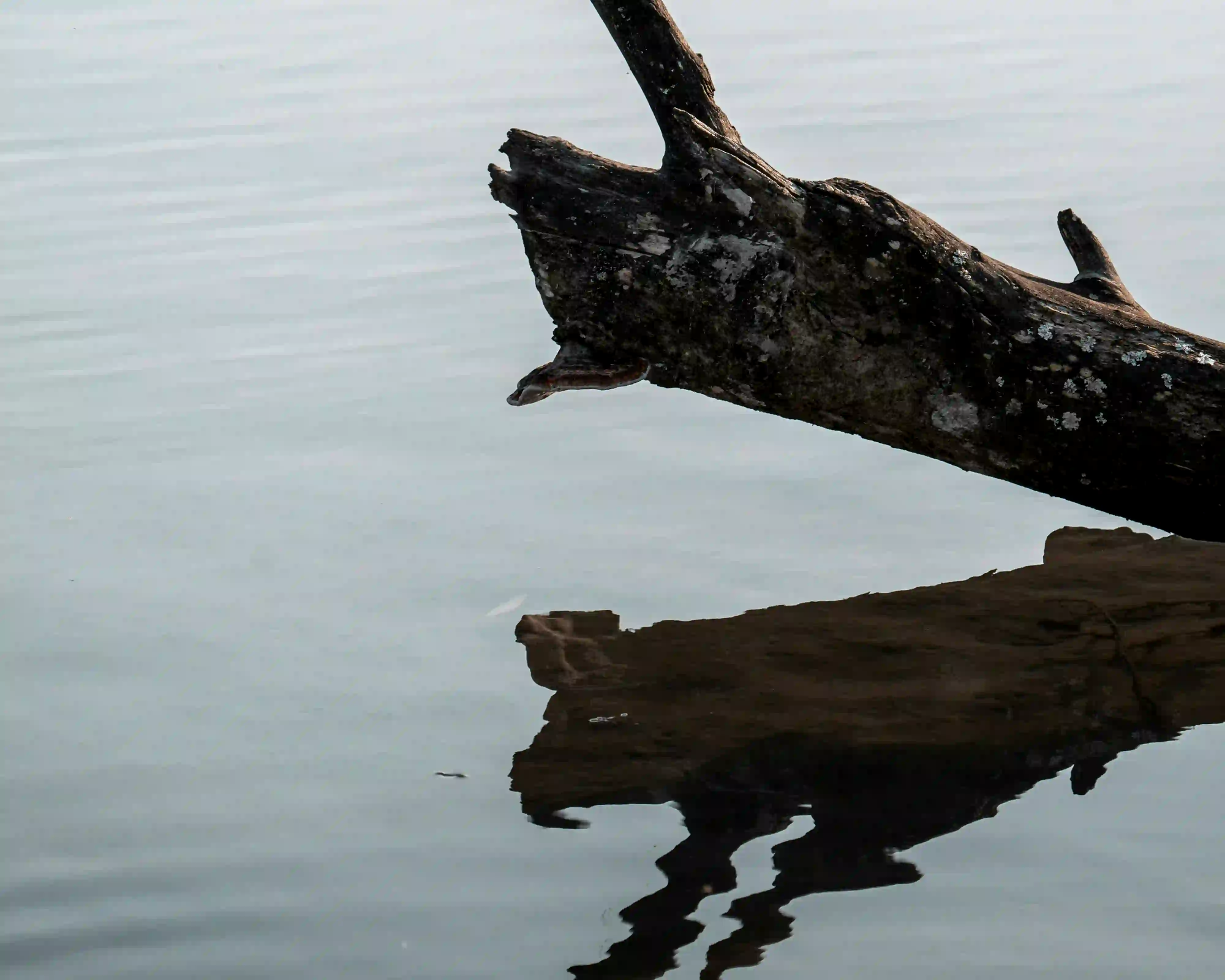 A dark, weathered piece of driftwood extending over still water with a sharp reflection, symbolizing the eerie isolation of naval wreckage.