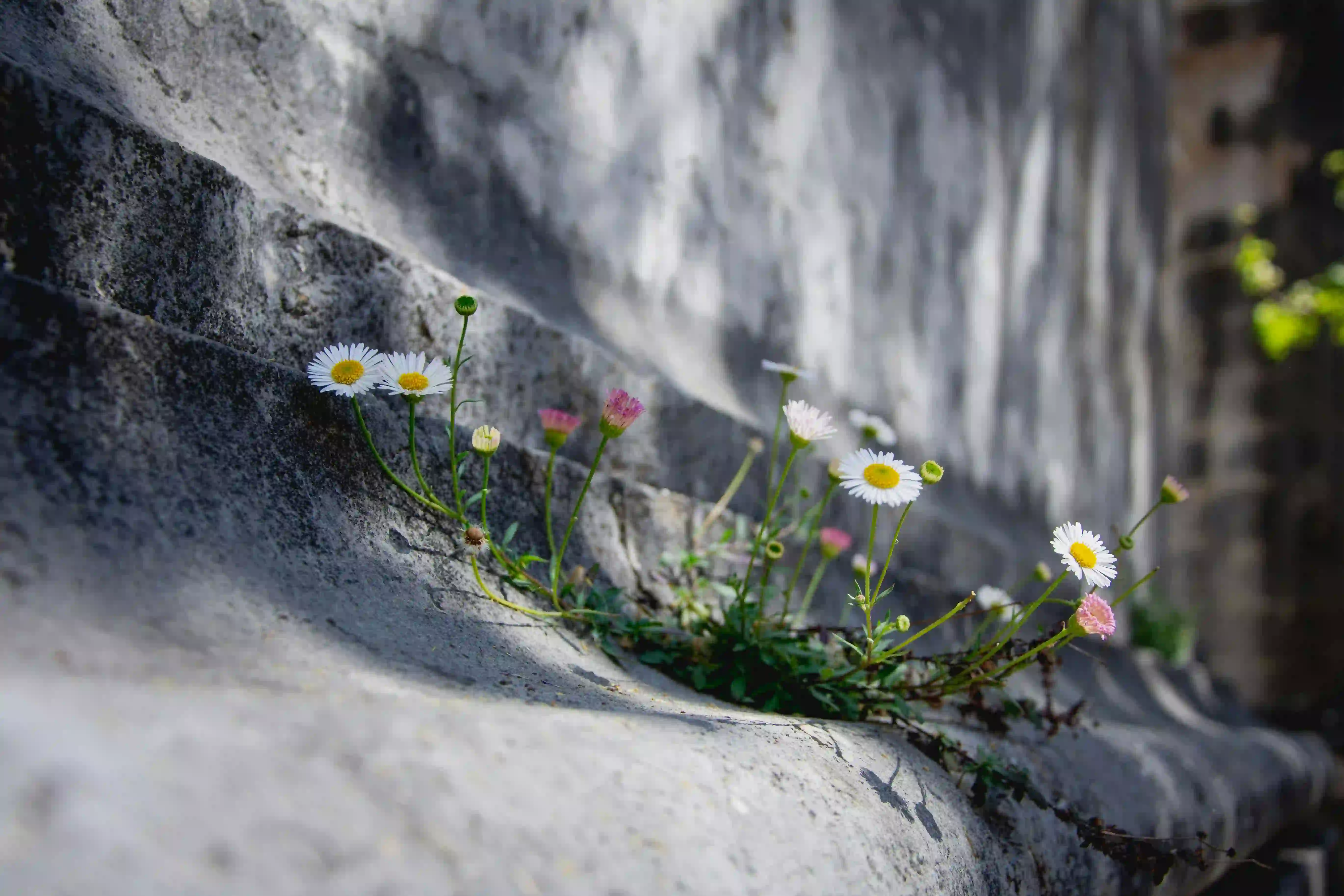 Delicate wild daisies growing out of a crack in a cold concrete architectural structure, representing resilient urban micro-habitats and charging stations for solitary bees.