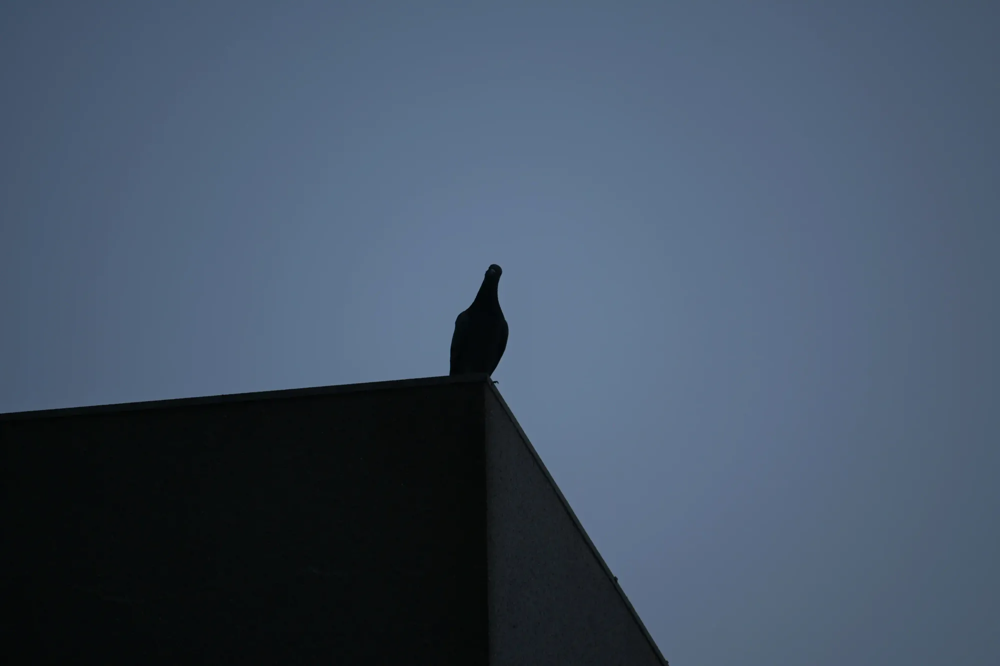 A minimalist silhouette of a single pigeon perched on the sharp edge of a dark concrete building against a vast, moody sky.