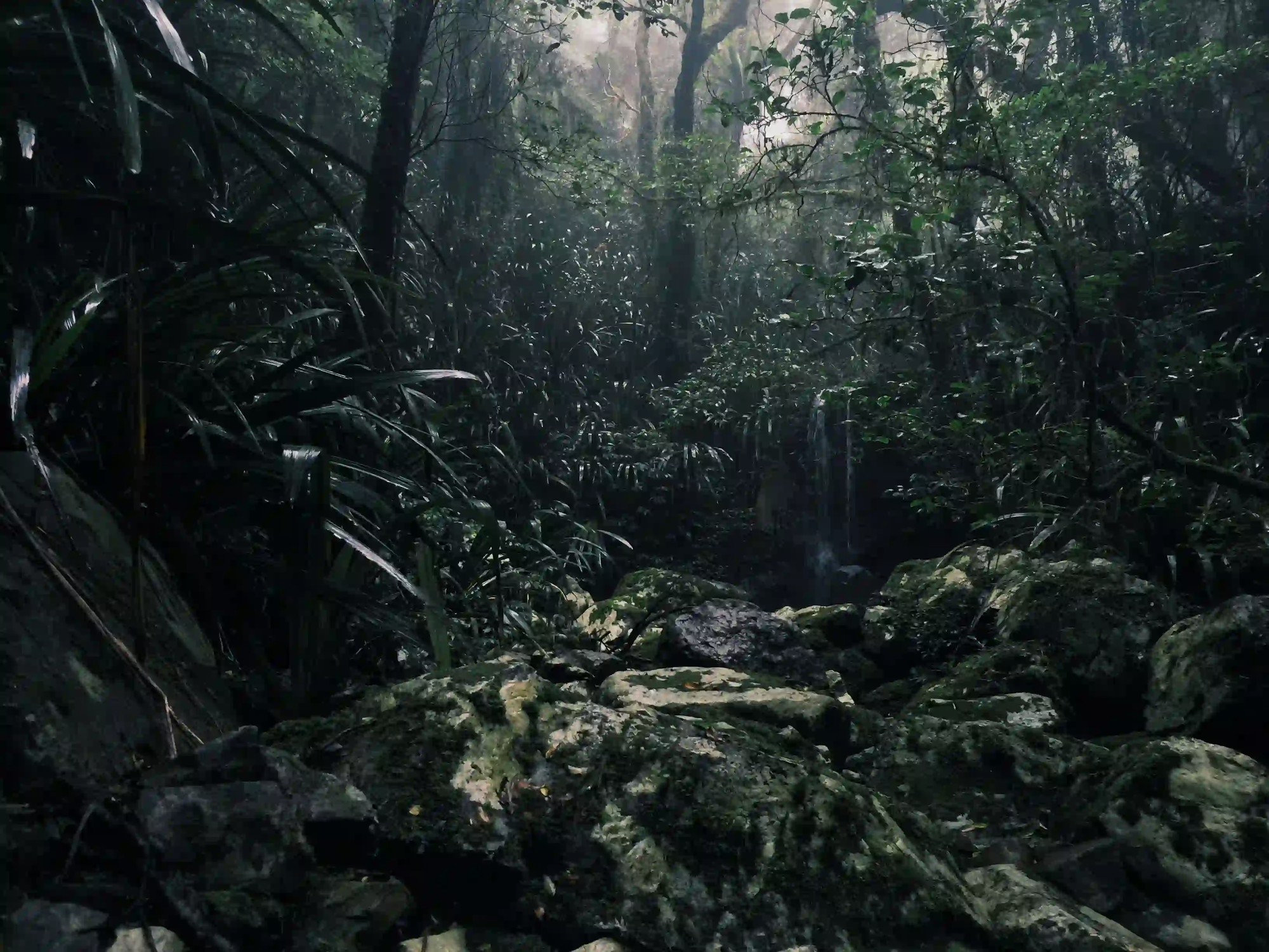 A dark, moody photograph of a dense, misty rainforest interior with wet mossy rocks, representing the isolated Amazonian environment.