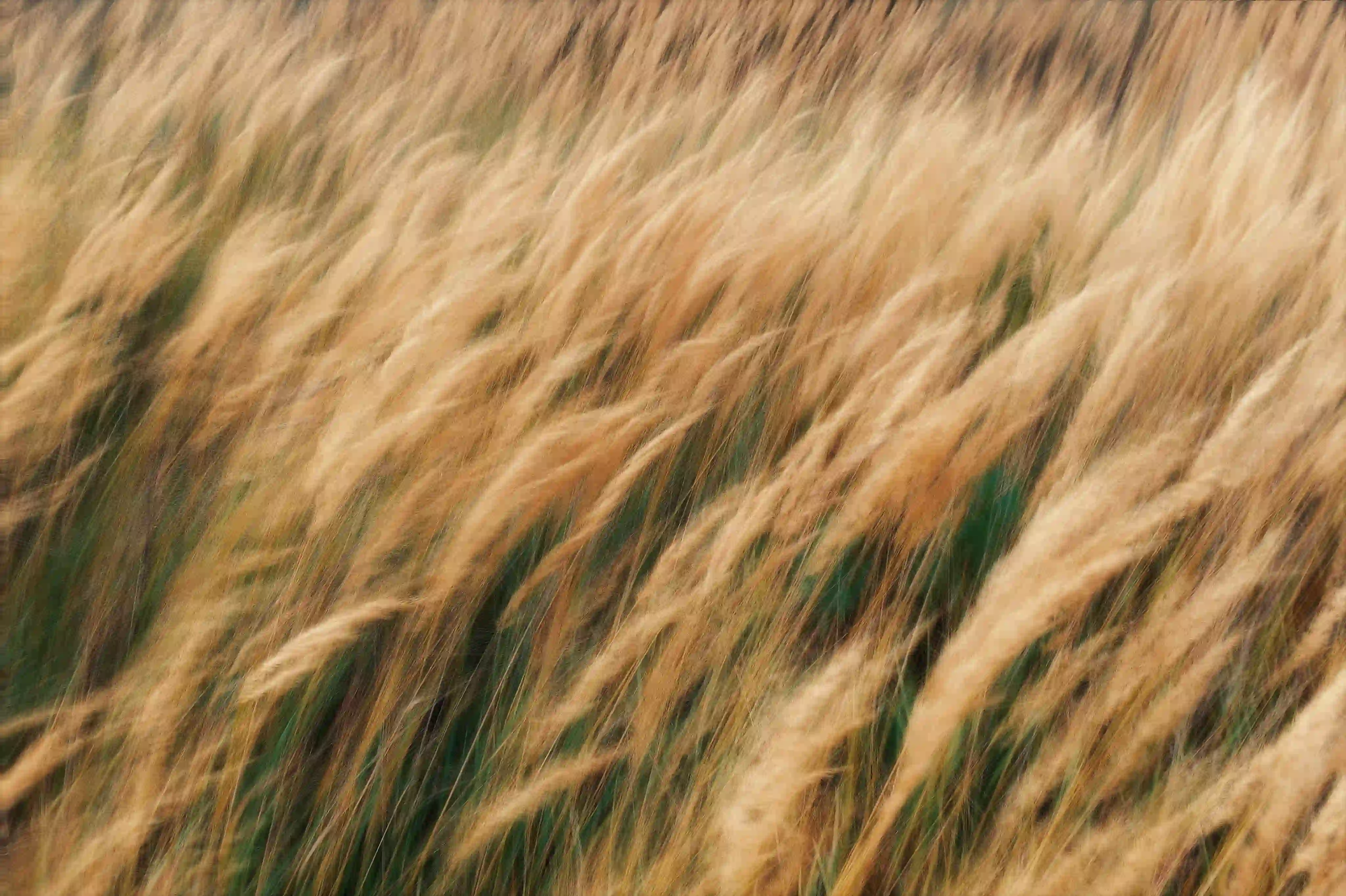 Abstract photography of tall grass bending violently in the wind, illustrating the powerful atmospheric currents used by plants for seed dispersal.