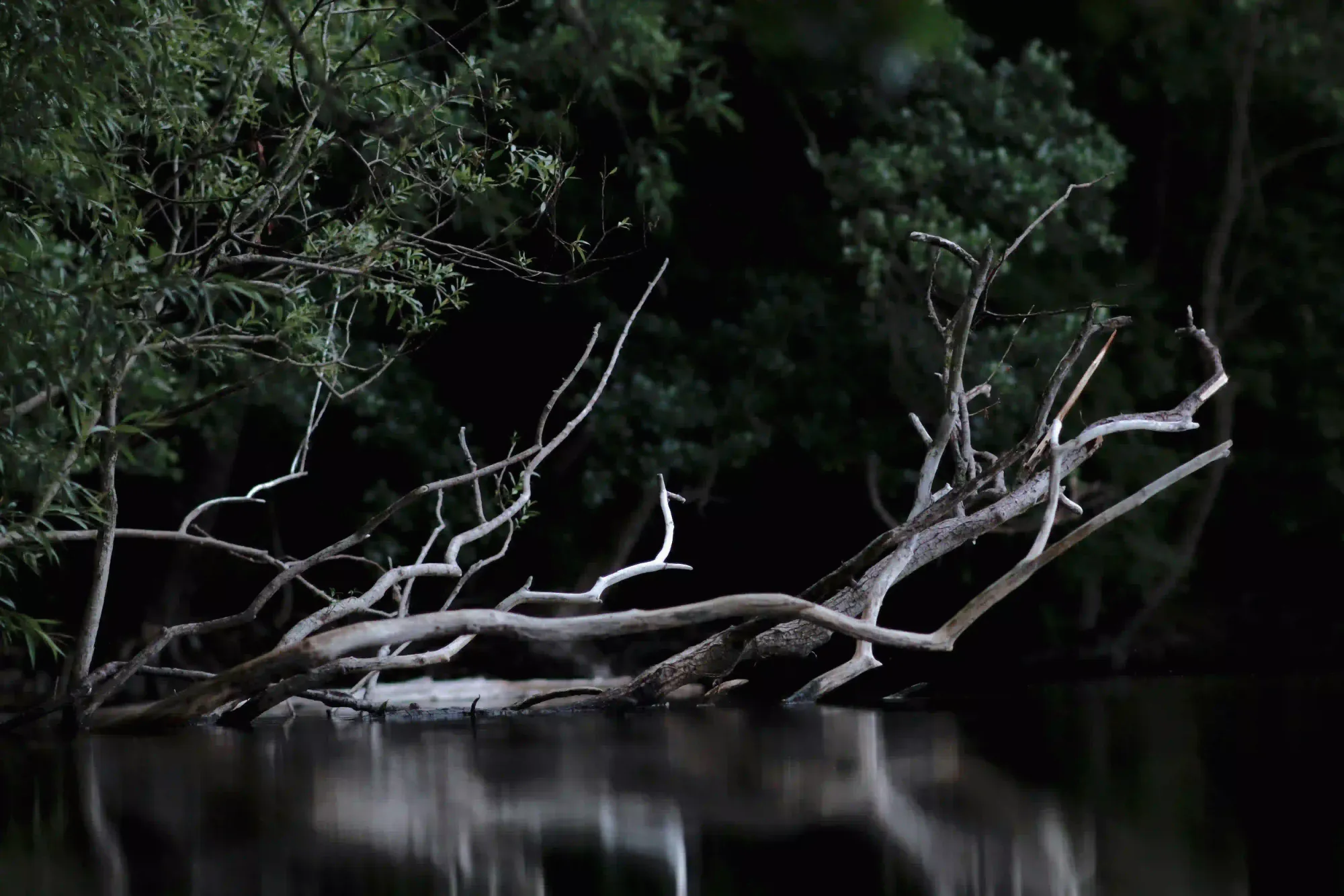 A stark, bare white tree branch reaching out of dark still water against a deep black background, resembling a scientific specimen.