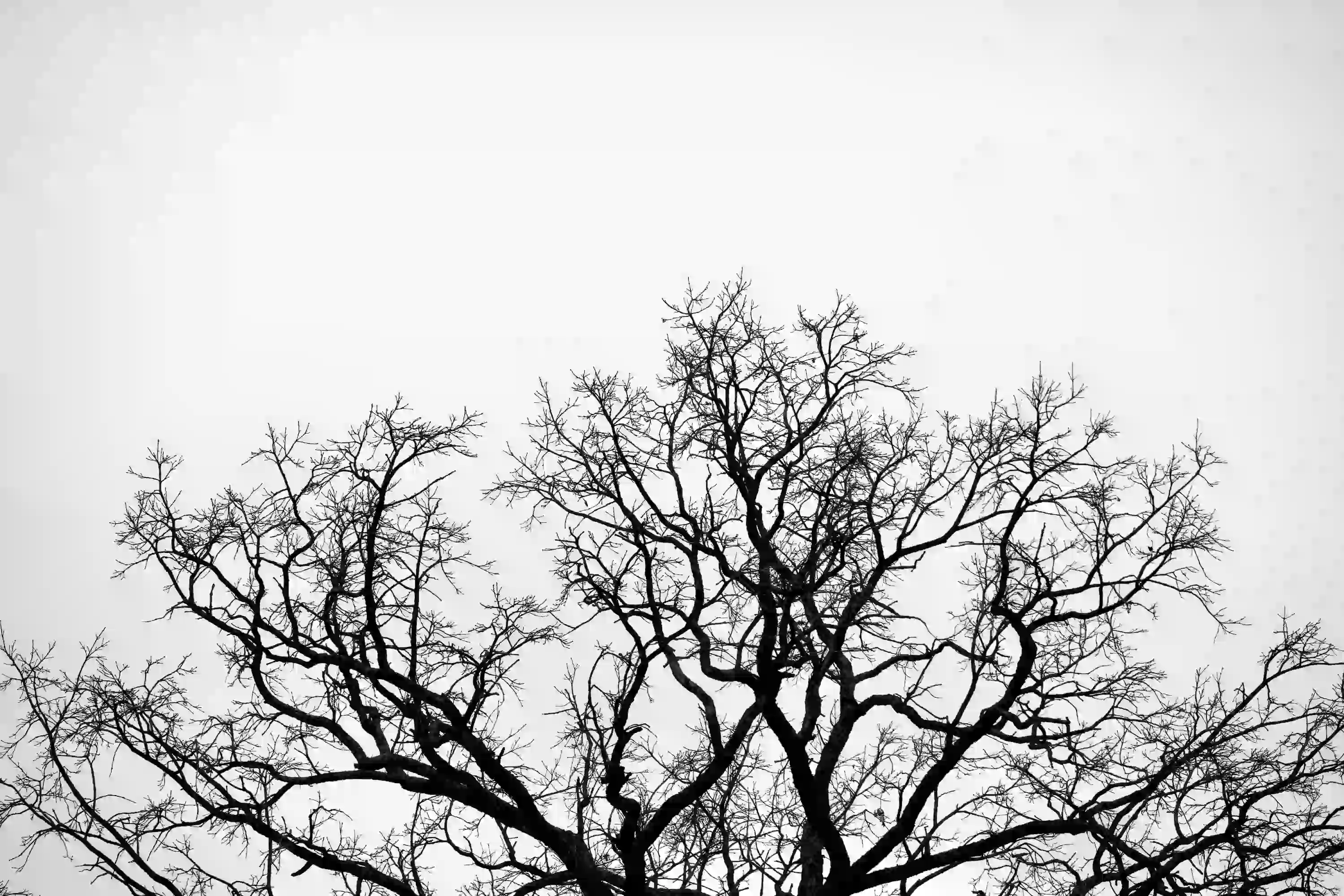 A minimalist black and white shot of bare, intricate tree branches stretching against a stark pale sky.