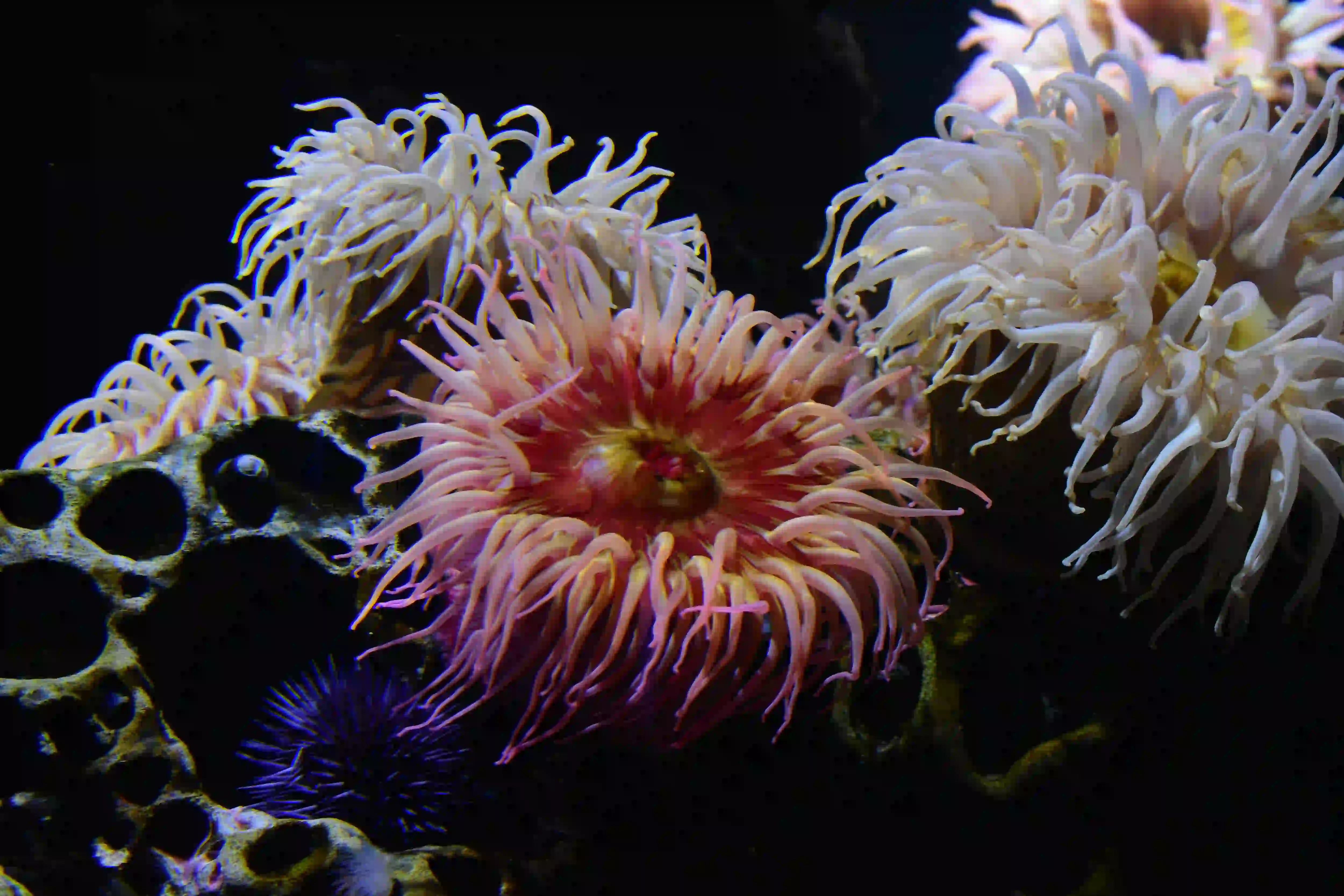 Vibrant sea anemones blooming like a cosmic explosion against the dark backdrop of the deep ocean.