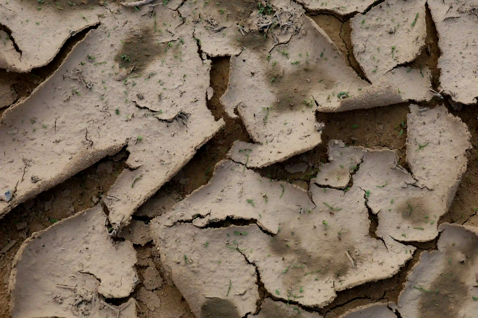 Close-up of heavily cracked dry earth with faint dark moisture spots and tiny green sprouts emerging.