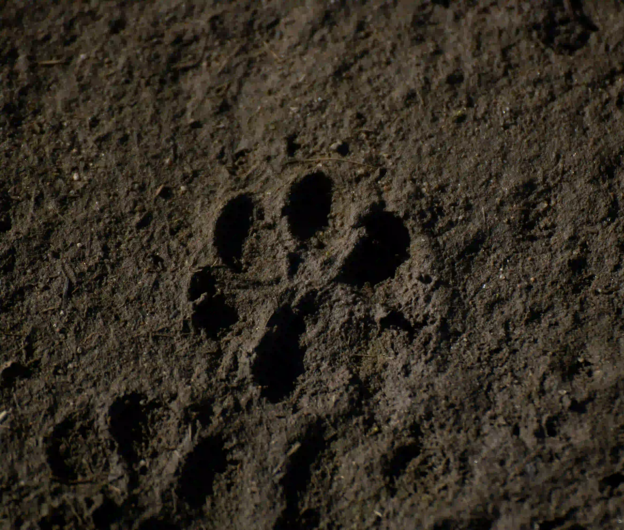 A single, dark animal paw print pressed into the soil, symbolizing the fading memory and cultural extinction of wildlife.