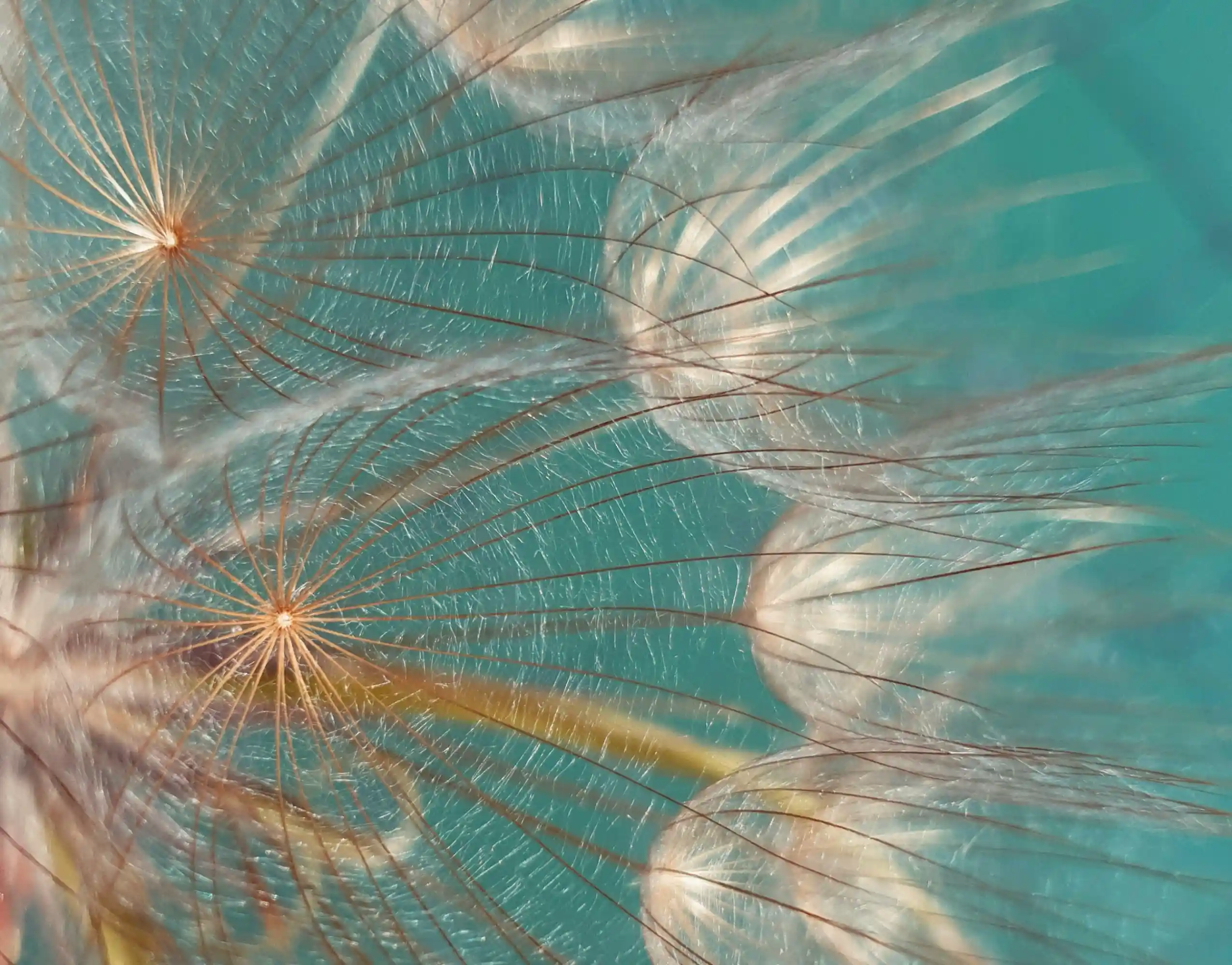 Extreme macro photography of a dandelion seed's pappus against a teal background, revealing its highly porous and bristly geometric structure.
