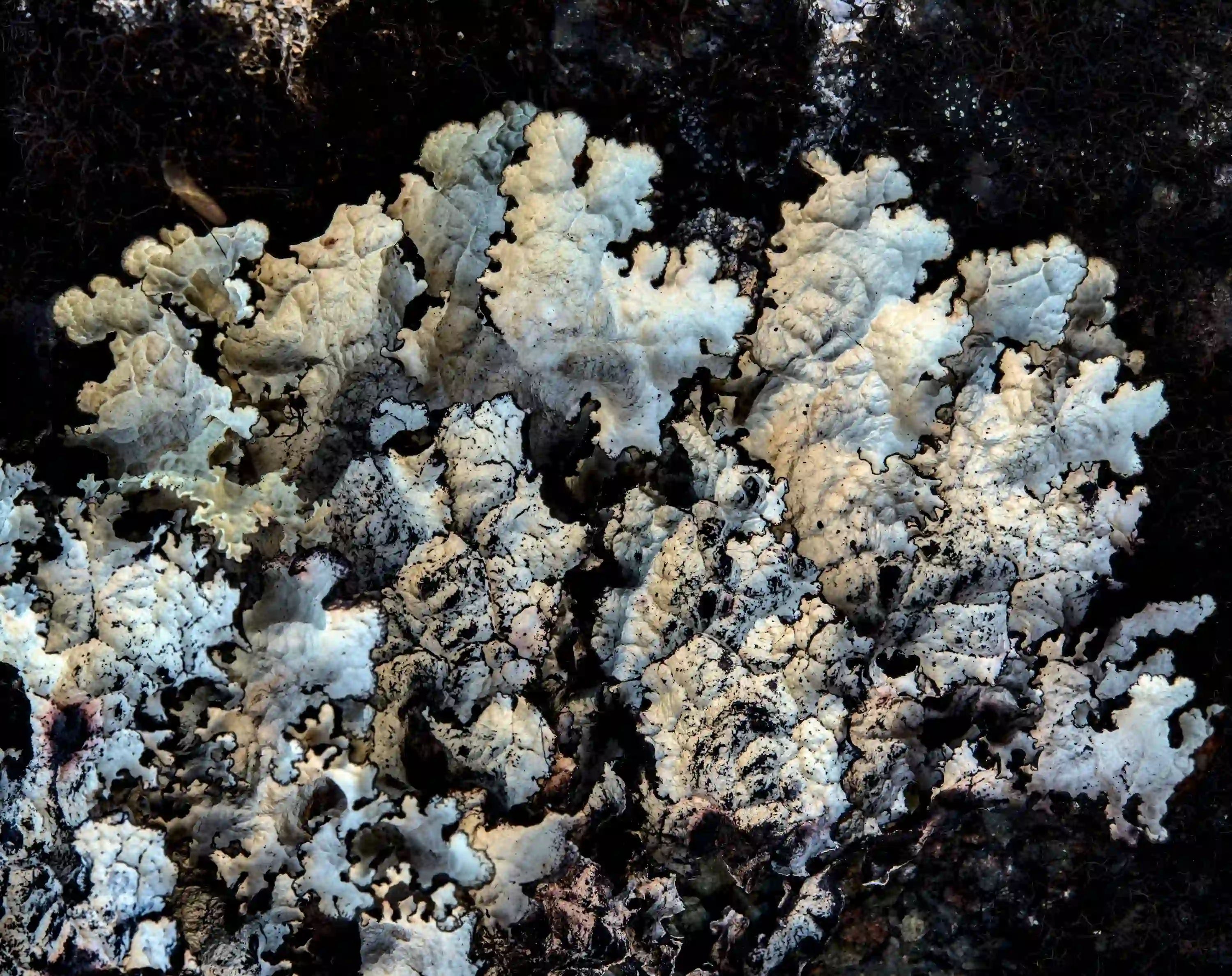 Macro view of organic lichen and biological branching patterns resembling an intricate urban transit map.