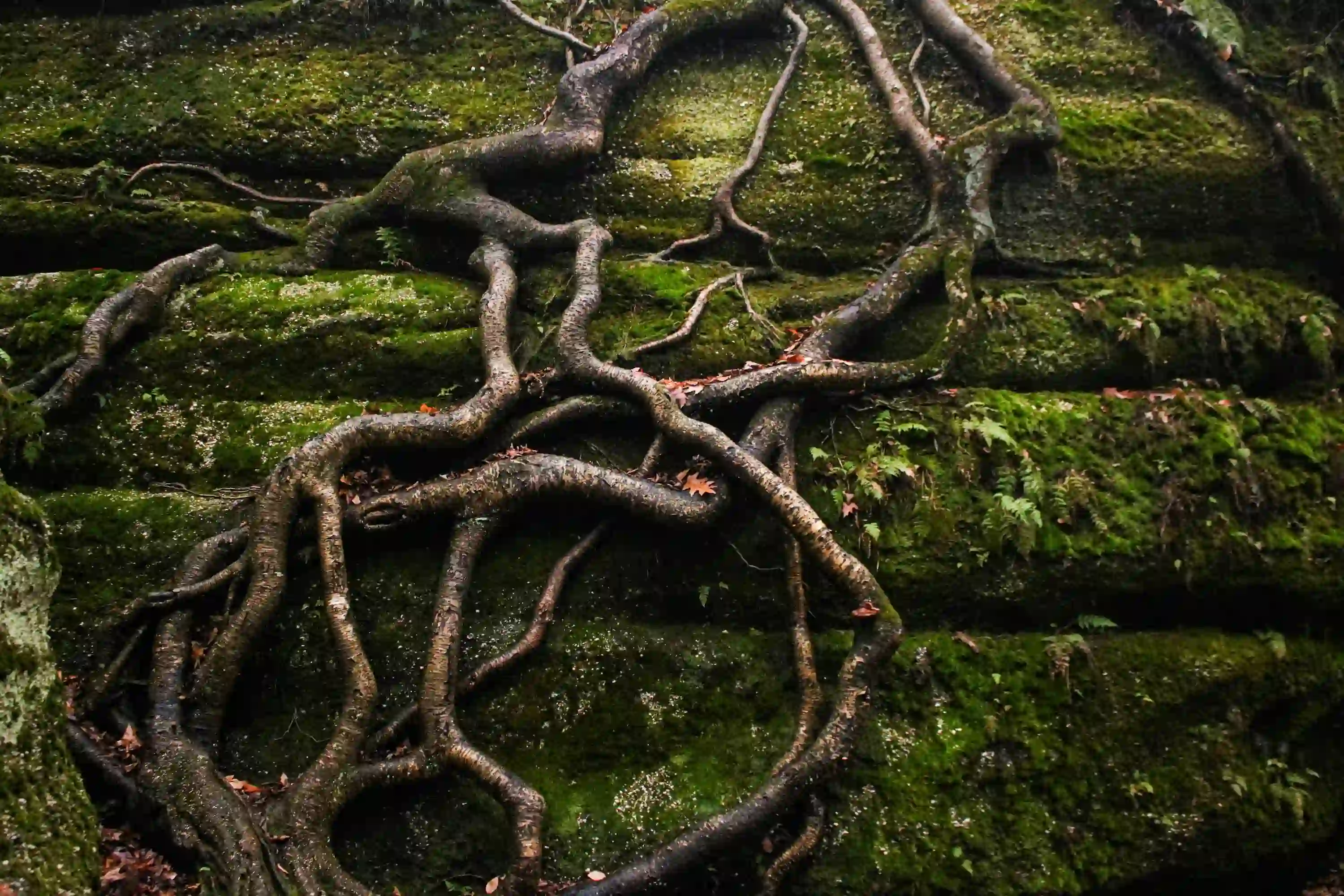 Intricate root system branching organically across a mossy rock face, symbolizing decentralized natural infrastructure.