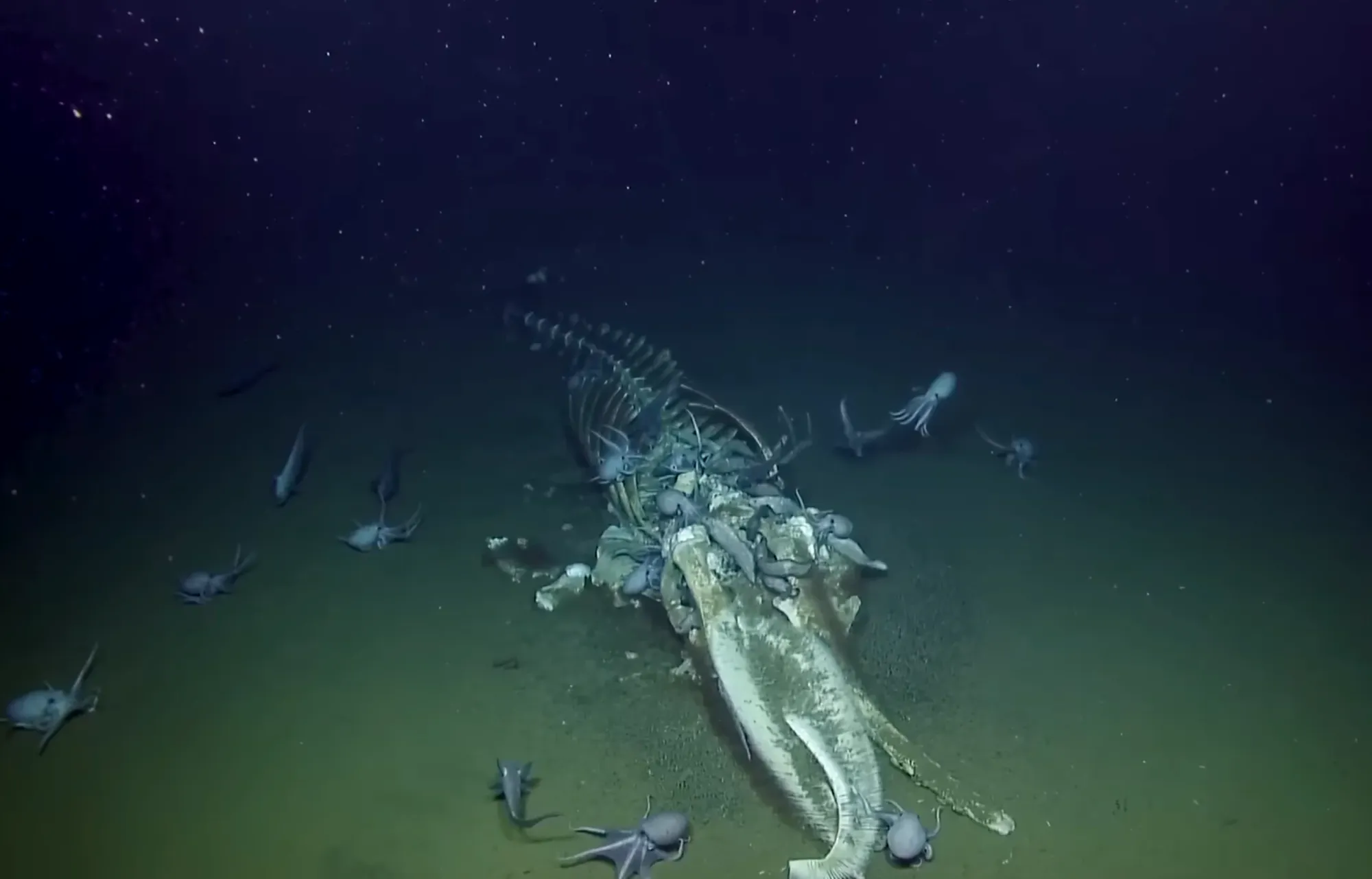 A group of deep-sea octopuses and scavengers feeding on a whale skeleton on the dark abyssal plain.