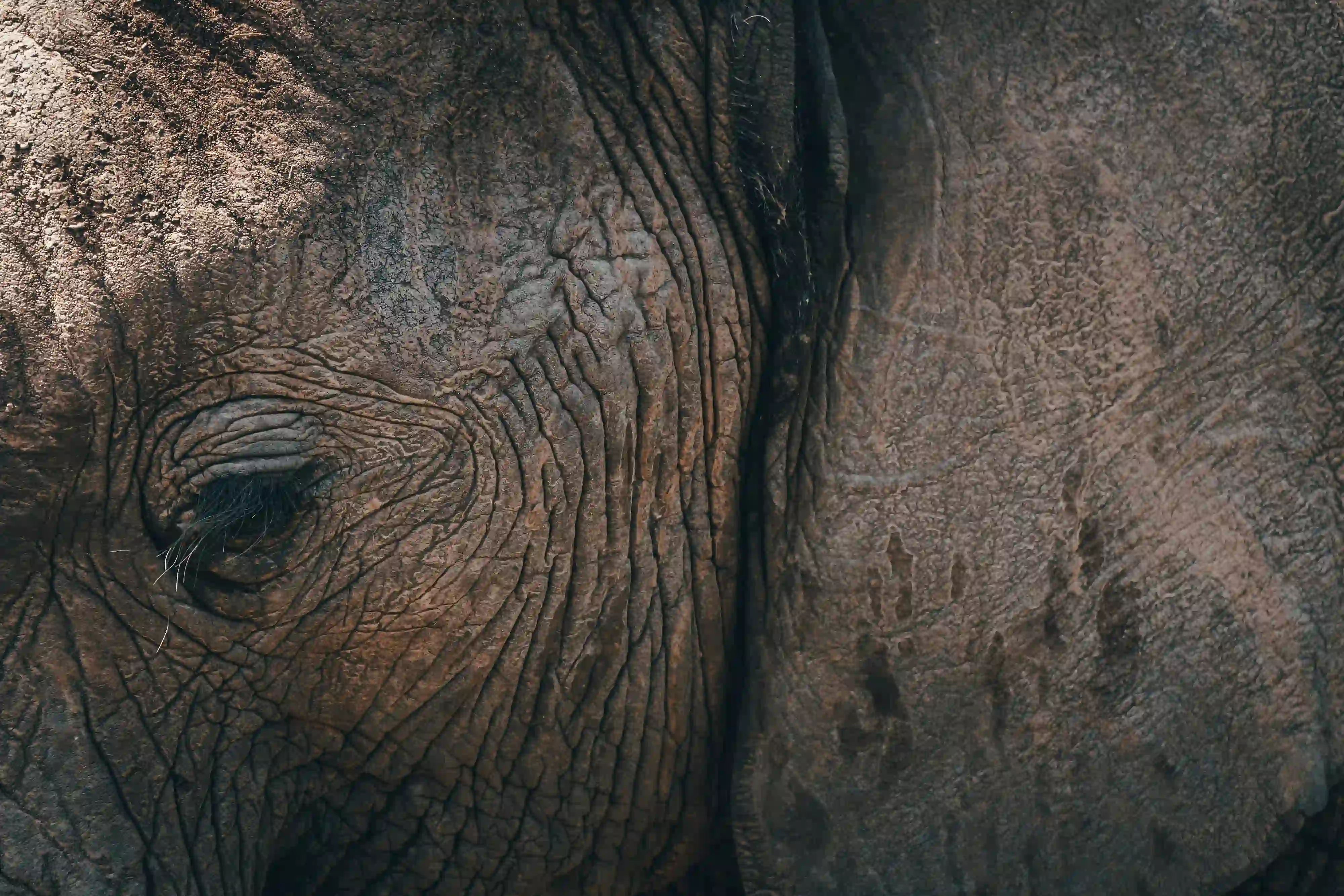A close-up macro shot of an elephant's eye surrounded by deeply wrinkled, textured skin resembling a cracked landscape.