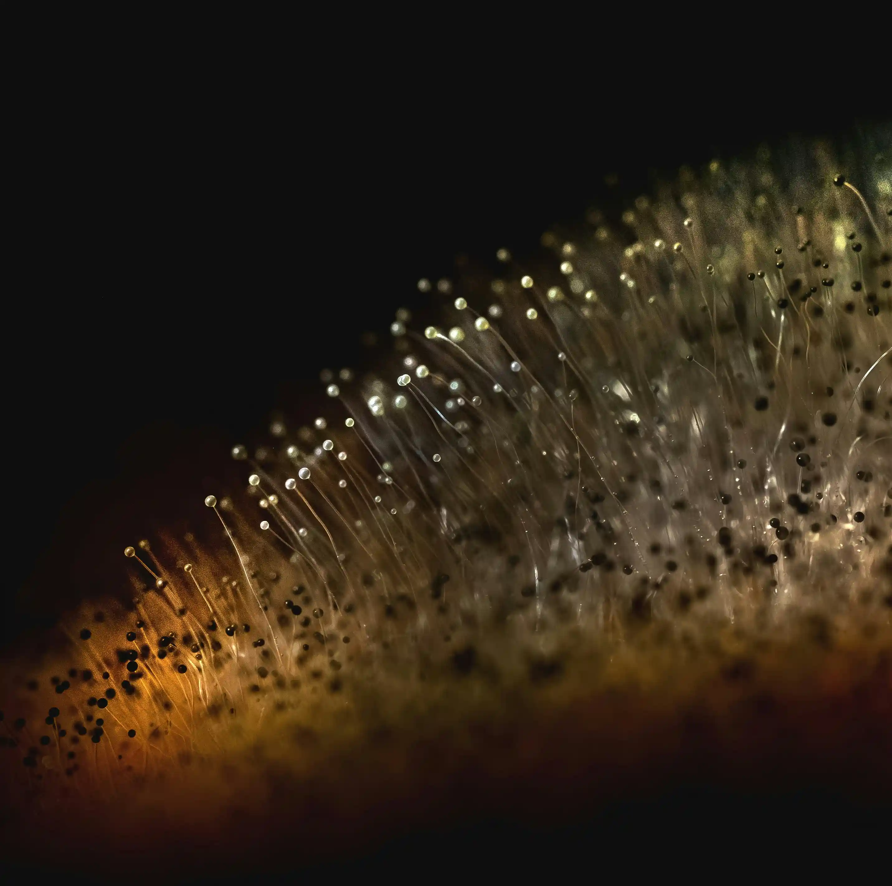 A macroscopic view of glowing fungal spores against a pitch-black background, resembling an alien nervous system.
