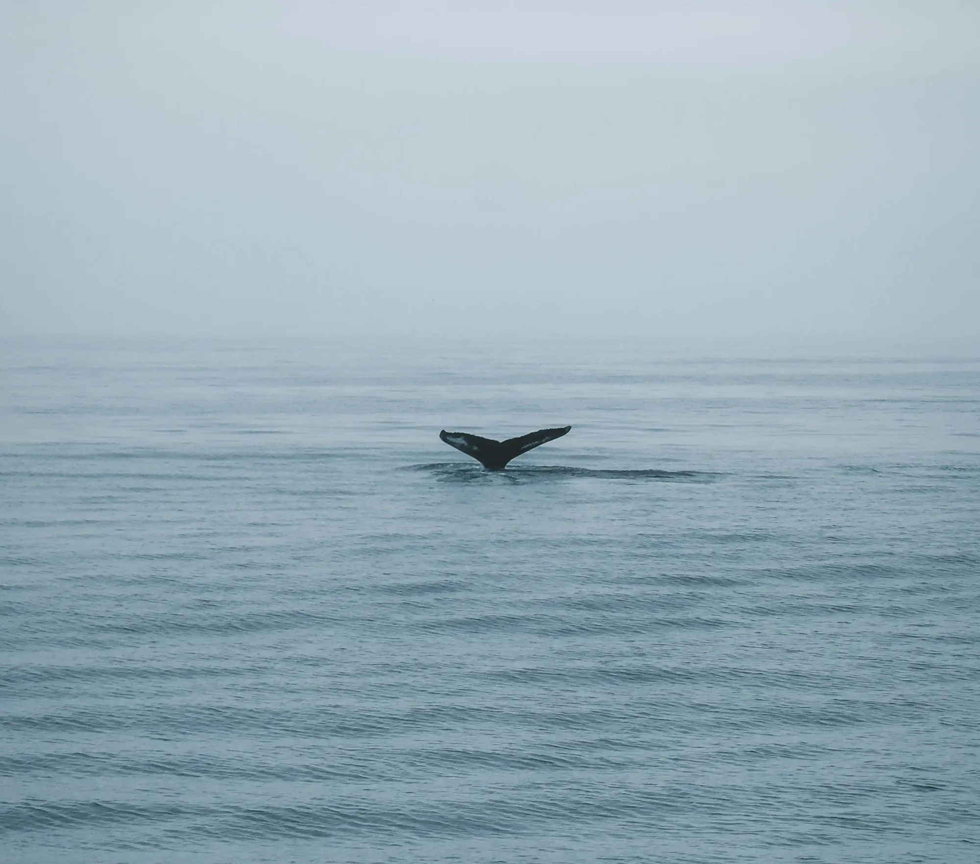 A minimalist view of a solitary whale tail diving into a vast, misty, and gray ocean, surrounded by extreme negative space.