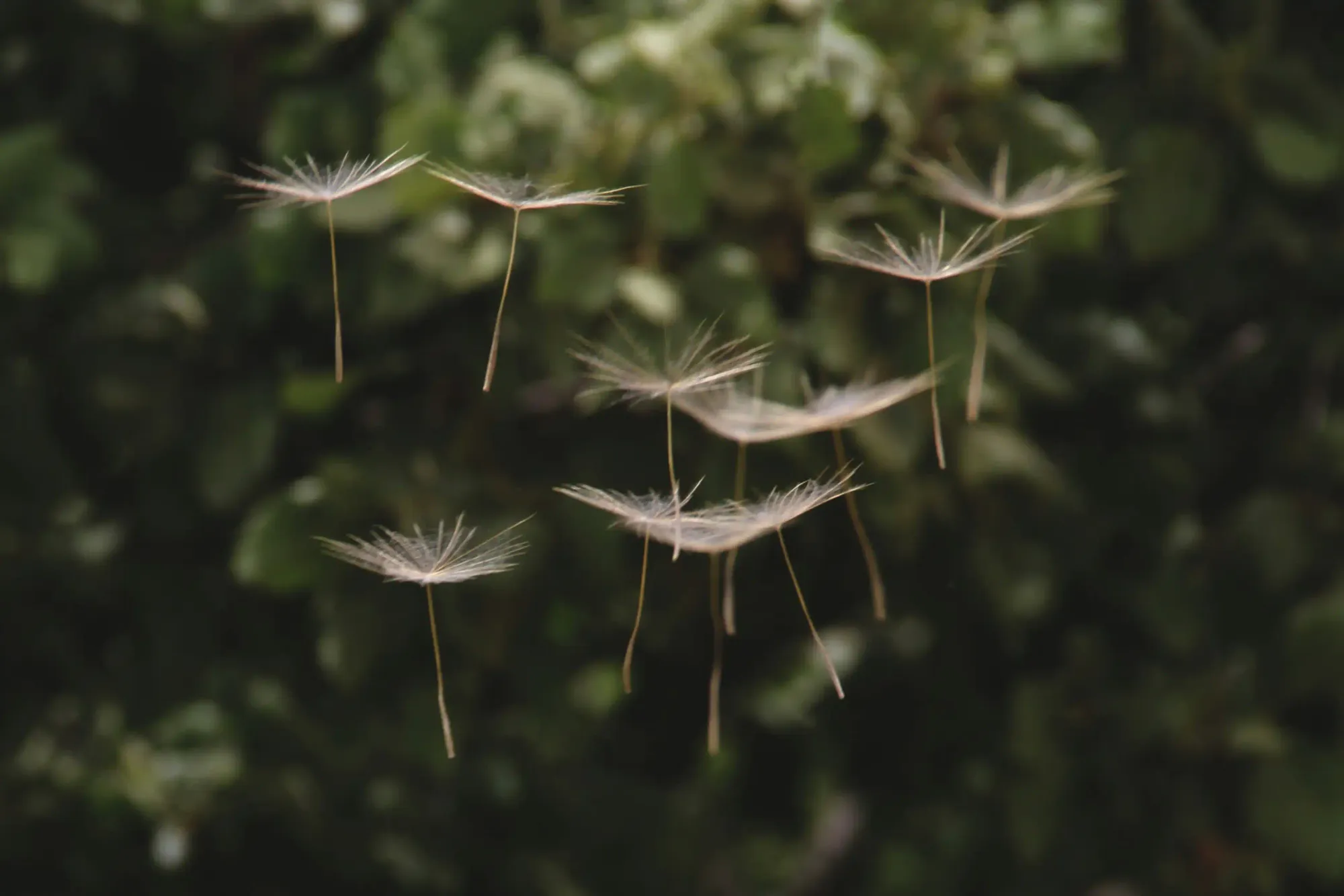 Macro photography of individual dandelion seeds levitating against a dark background, demonstrating aerodynamic lift.