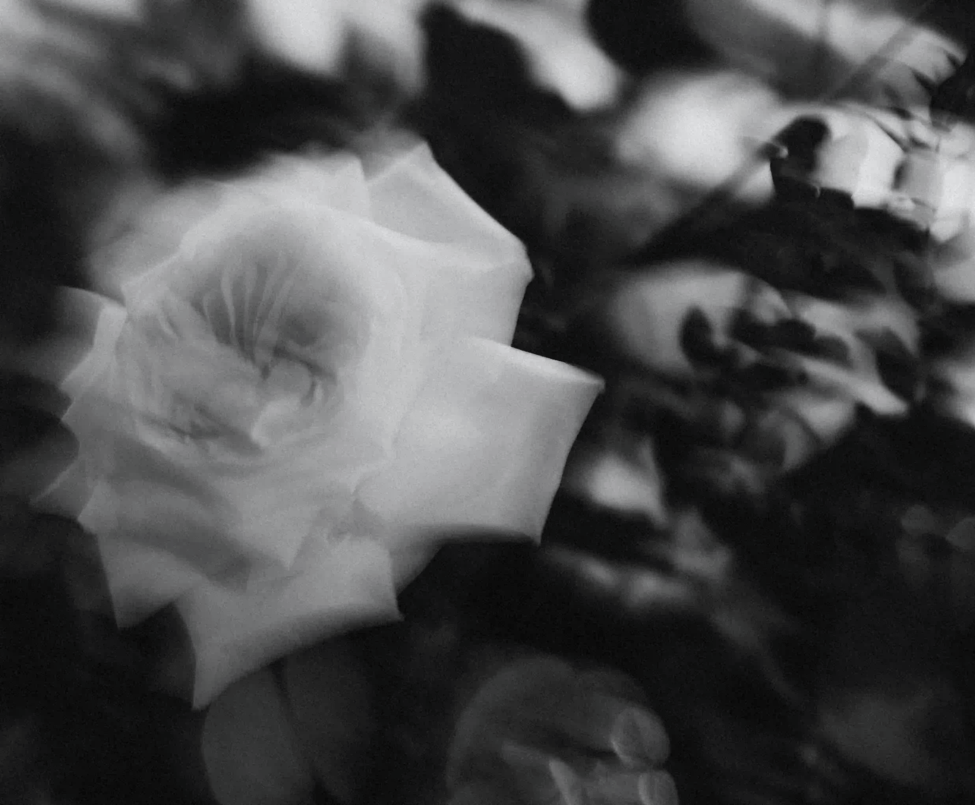 A monochrome, blurred photograph of a rose, illustrating the absence of an objective physical form.