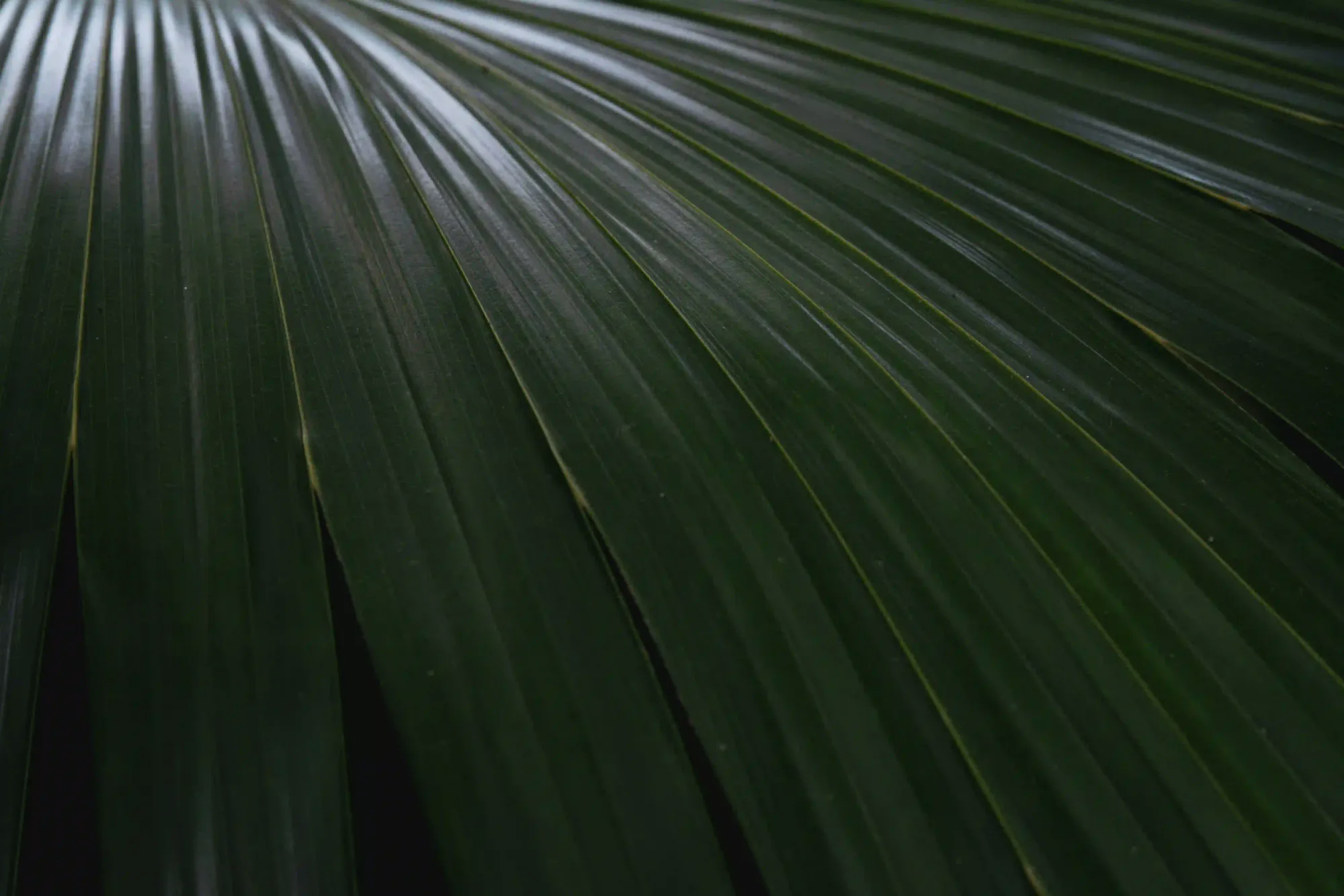 A detailed, minimalist macro photograph of a dark green palm leaf with rigid geometric lines, representing concrete sensory focus.