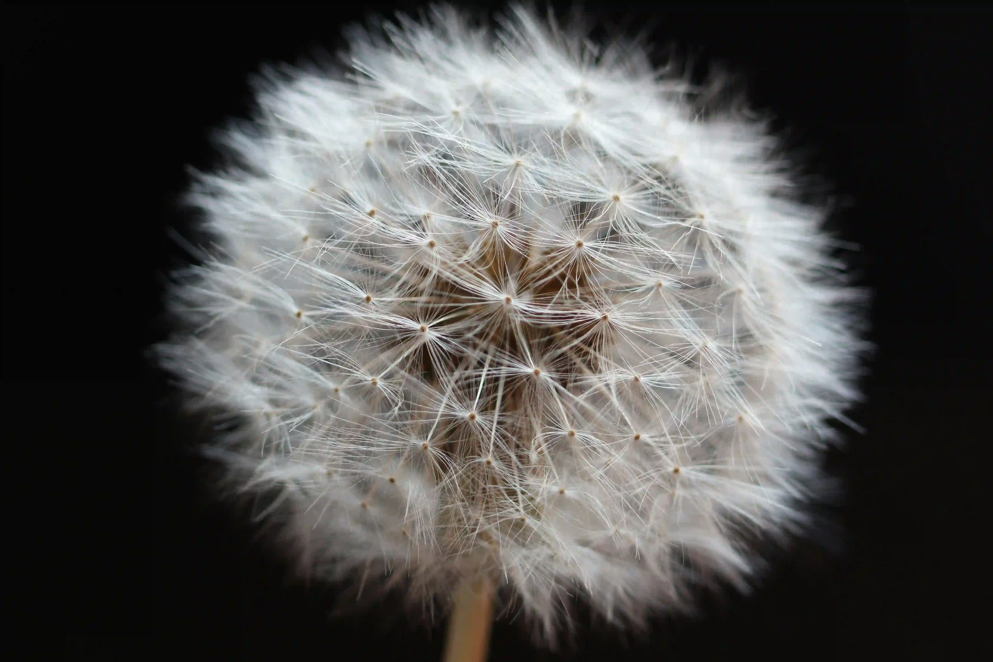 Macro photography of a perfectly intact dandelion seed head against a pitch-black background, revealing its geometric botanical symmetry.