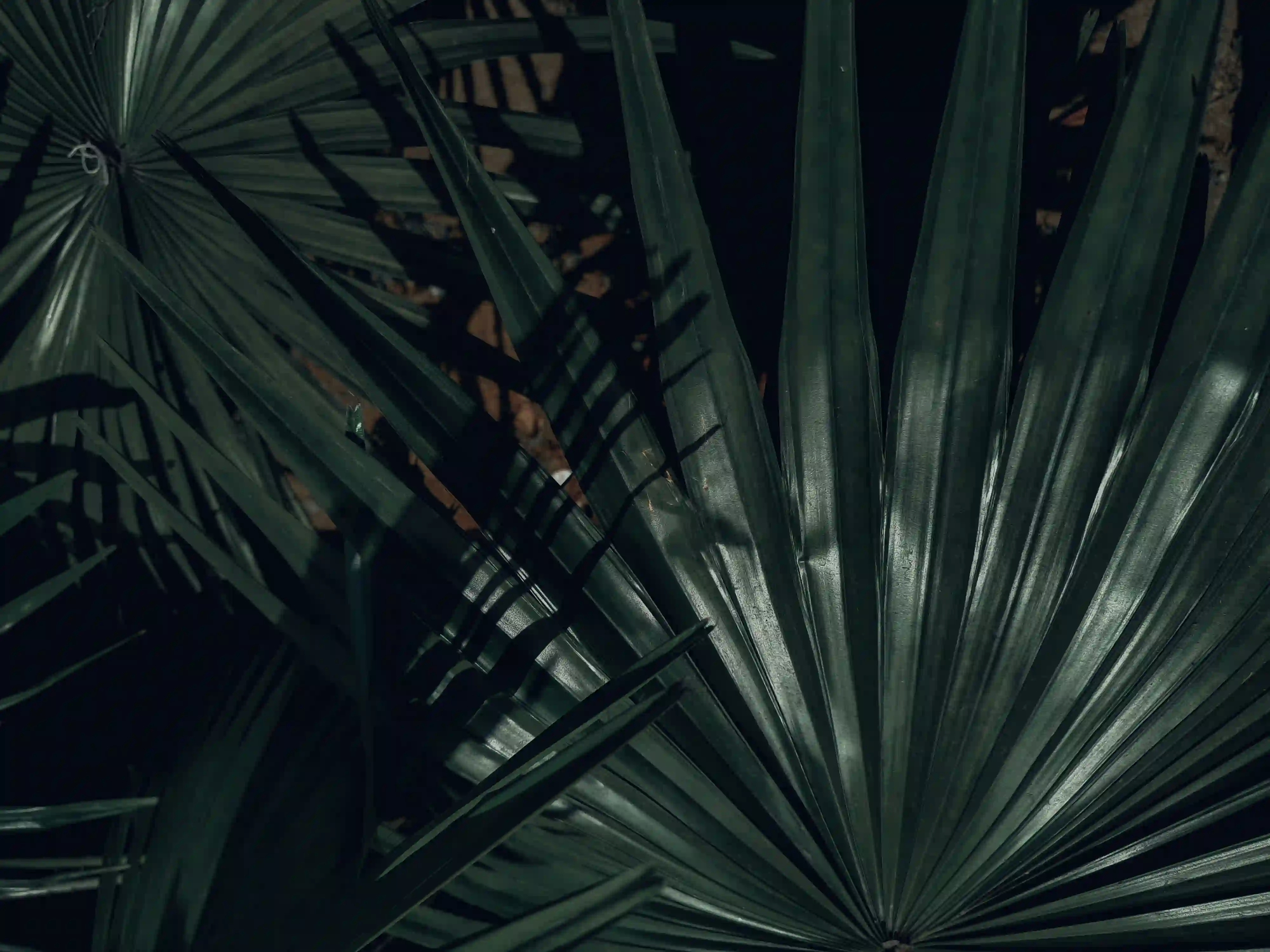 A moody, low-exposure photograph of sharp palm leaves with intersecting dark shadows, representing the rigid structures and invisible cages of language.