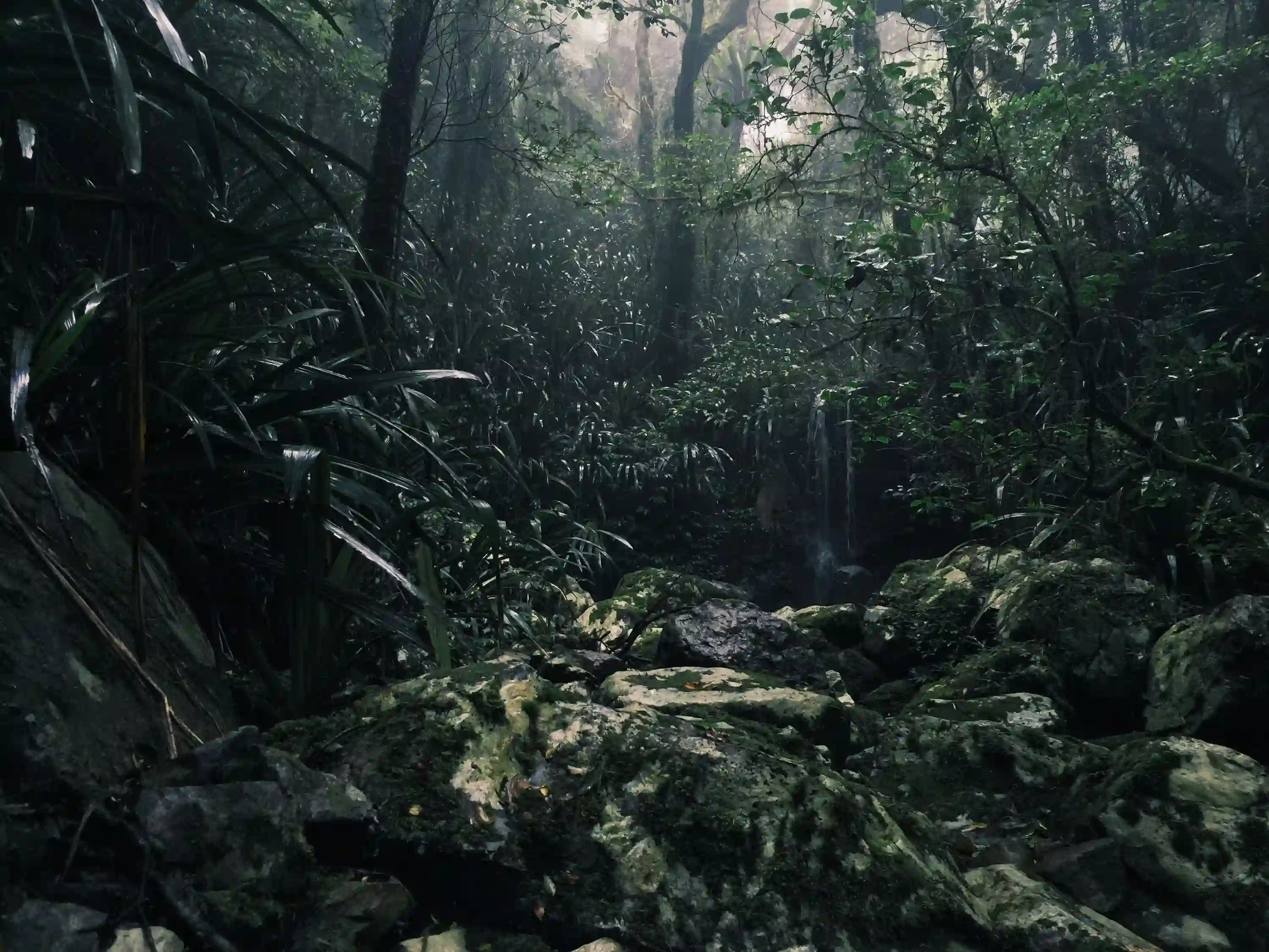 A dense, dark, and impenetrable jungle landscape with heavy shadows and large mossy rocks, representing the overwhelming scale of untouched nature.