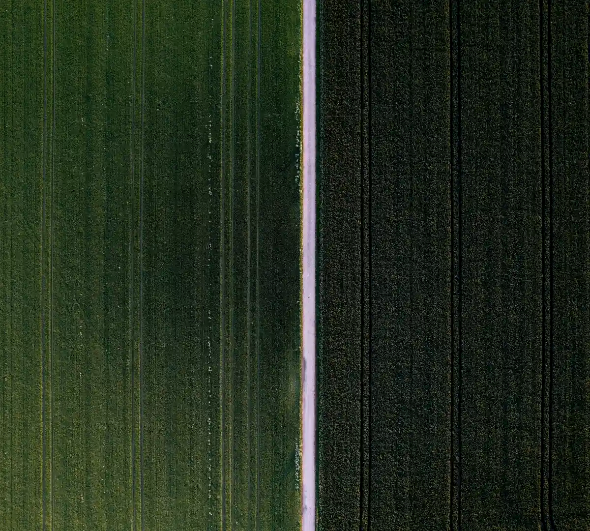 Aerial top-down view of a dark, rigid monoculture plantation divided by a stark, straight line, symbolizing artificial carbon offsetting.