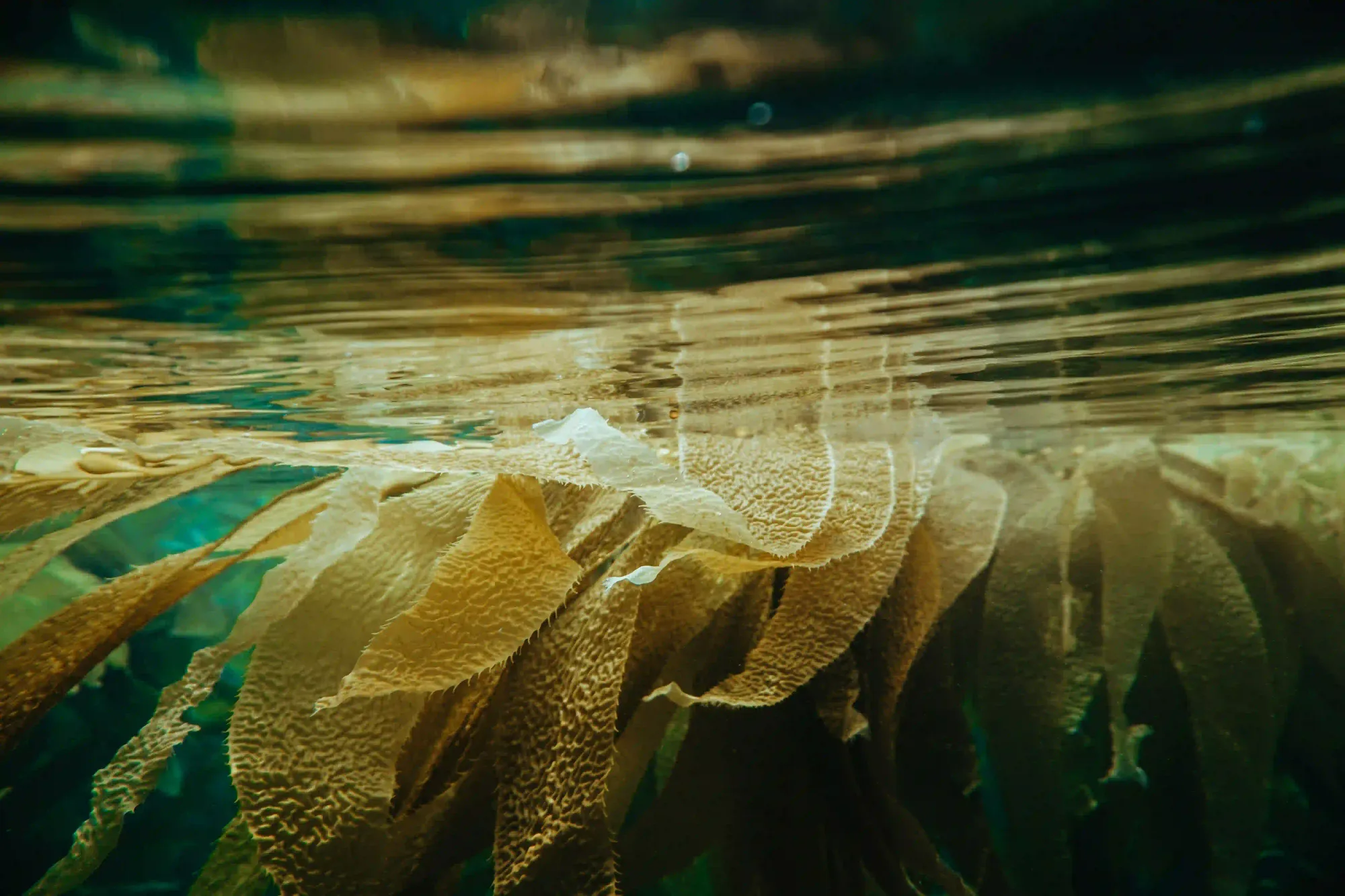 A macro underwater shot of heavily textured kelp leaves reflecting against the water's surface, representing an alien-like marine environment.