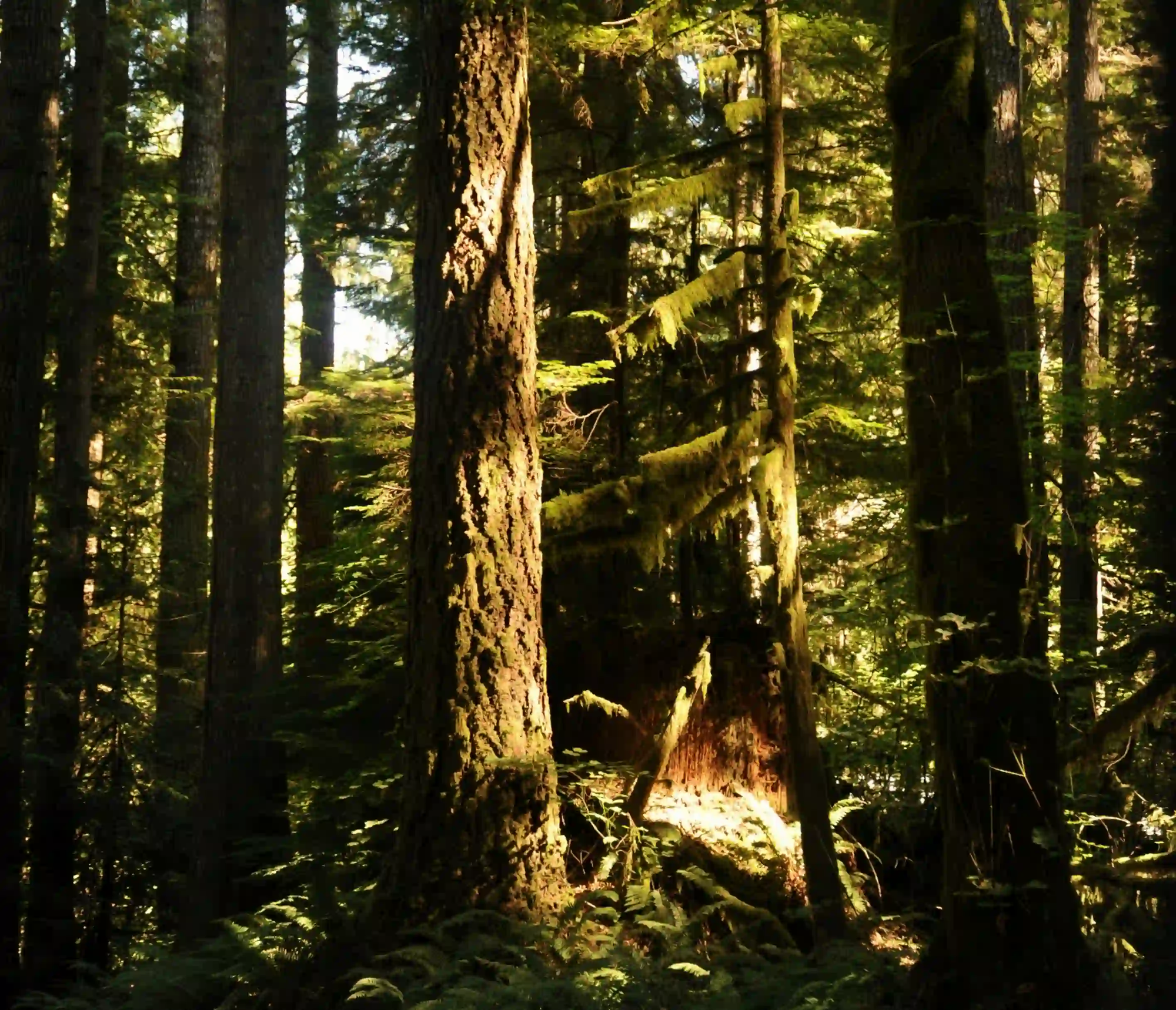Sunlight filtering through the dense, moss-covered trunks and ferns of an ancient, deep green forest.