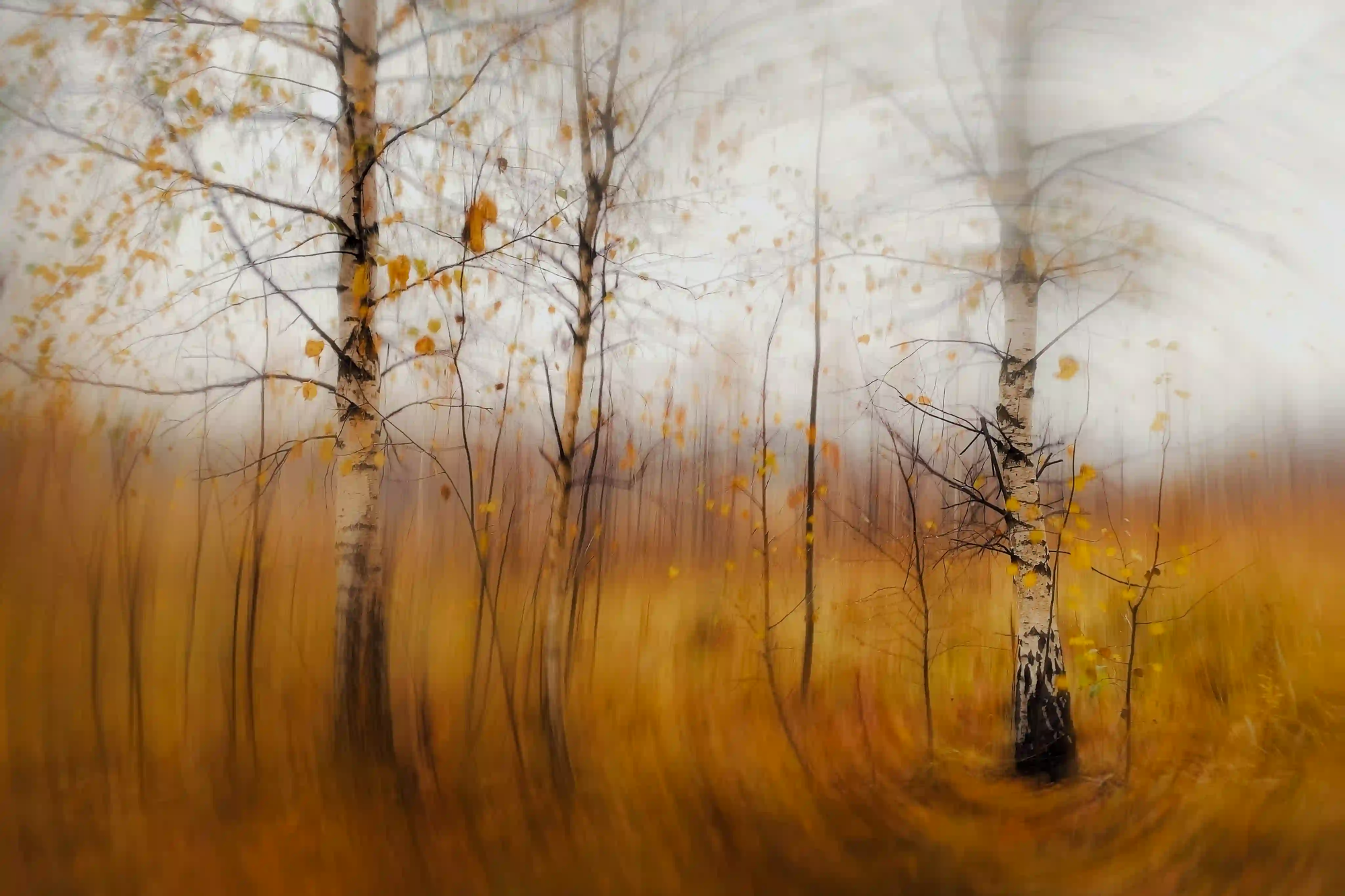 An abstract, swirling photograph of an autumn birch forest, illustrating the distortion of subjective reality.