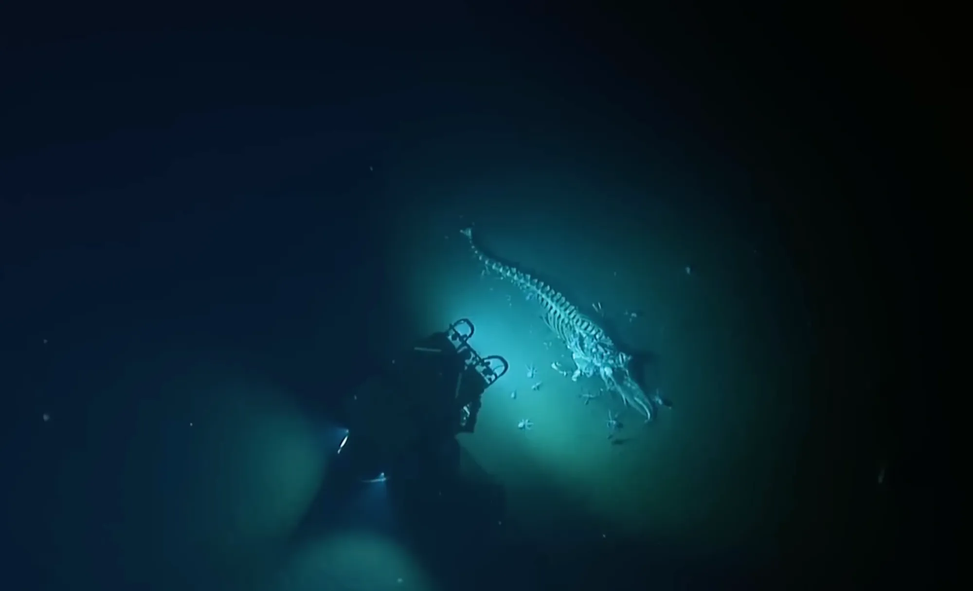 An underwater ROV casts a bright light on a massive whale carcass resting in the pitch-black ocean depths.