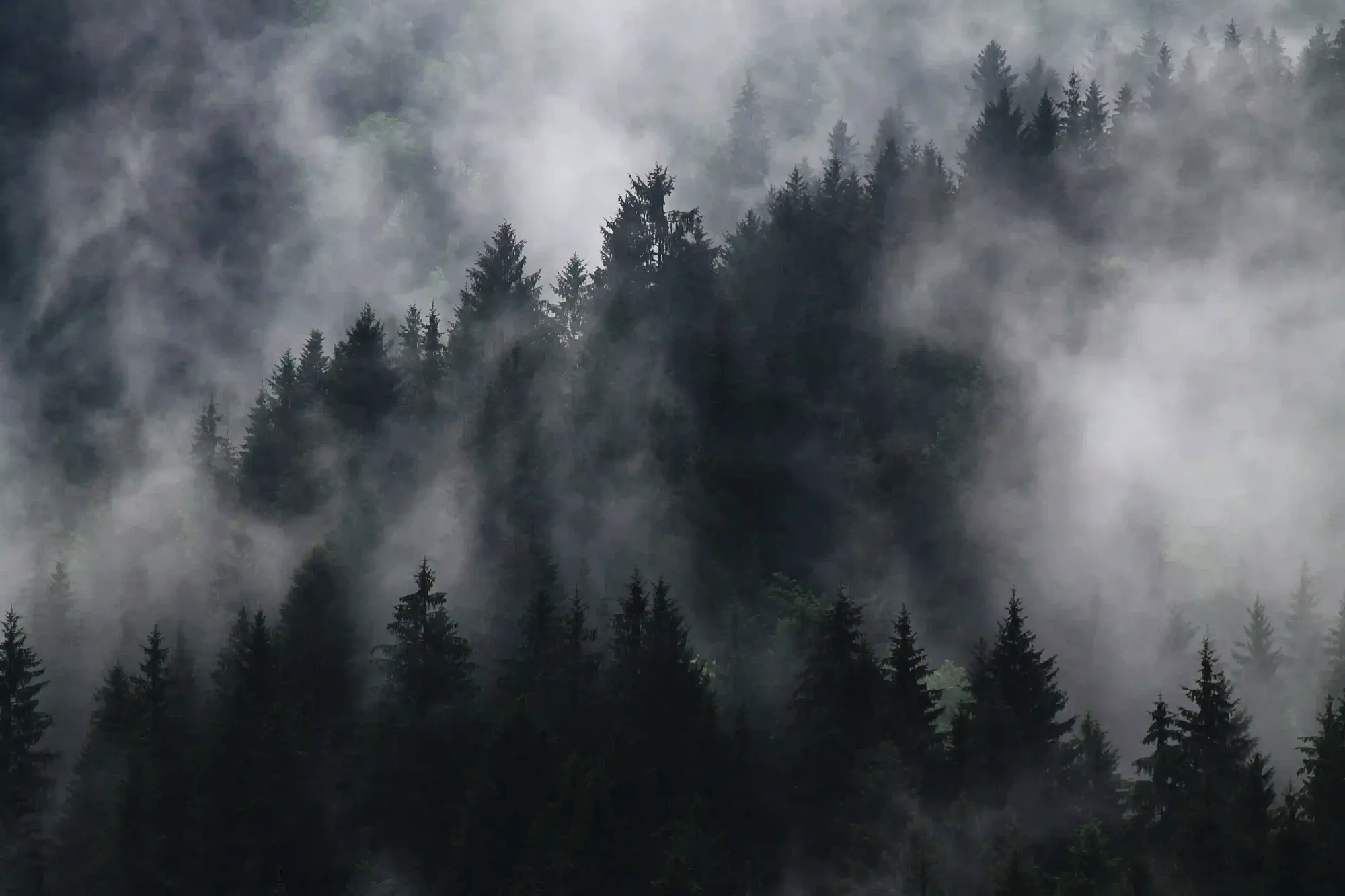 Dark pine trees emerging through thick, moody fog, symbolizing the sacred boundaries of Japanese Shinto forests.