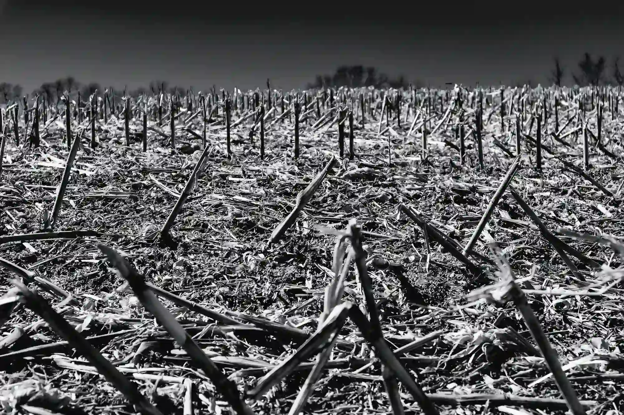 Black and white landscape of a desolate, barren field with sharp remnants, visually representing ecological decay and dead soil.