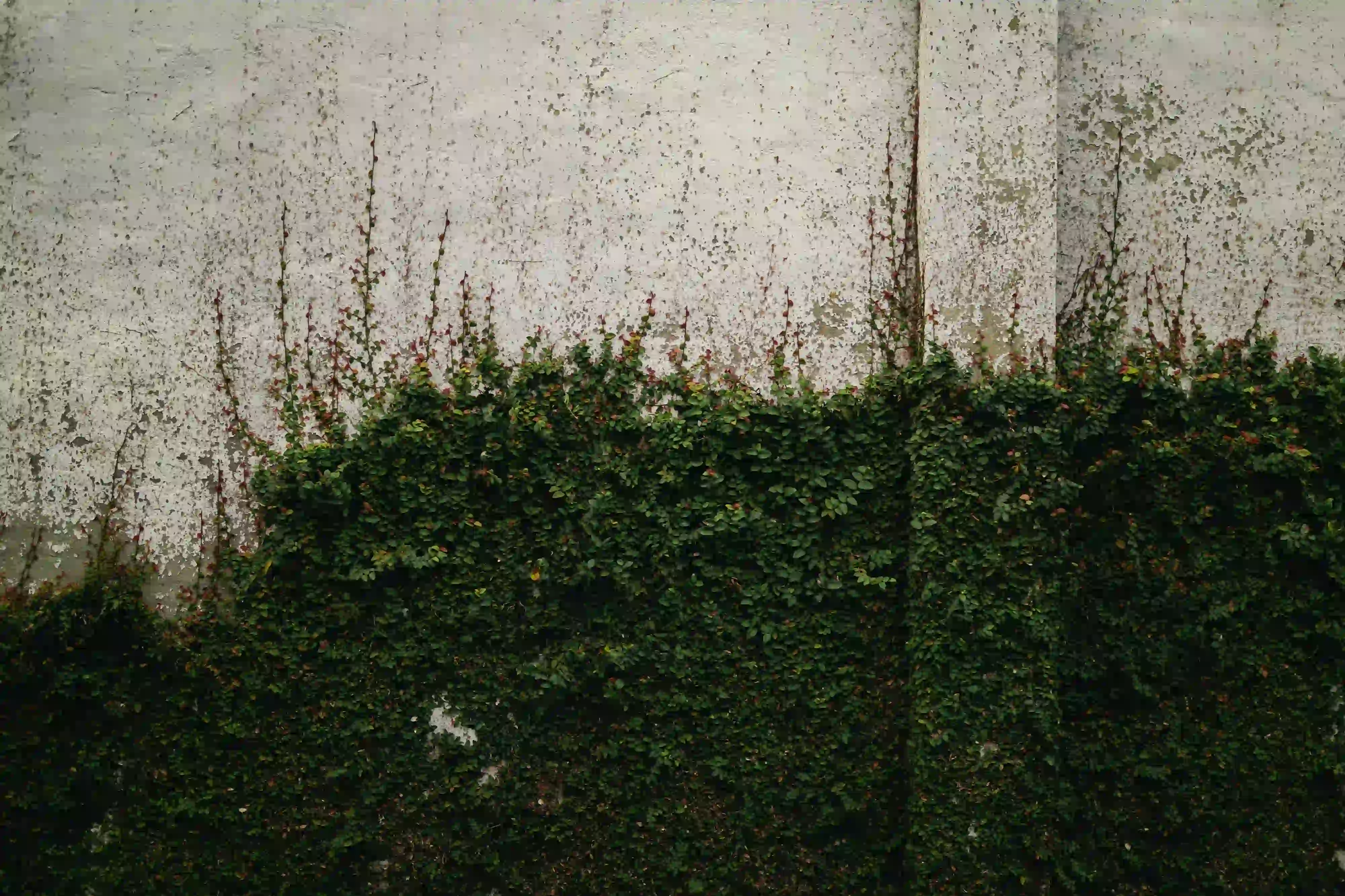 A textured, peeling white wall partially covered by creeping dark green ivy, representing a raw, unedited physical facade.