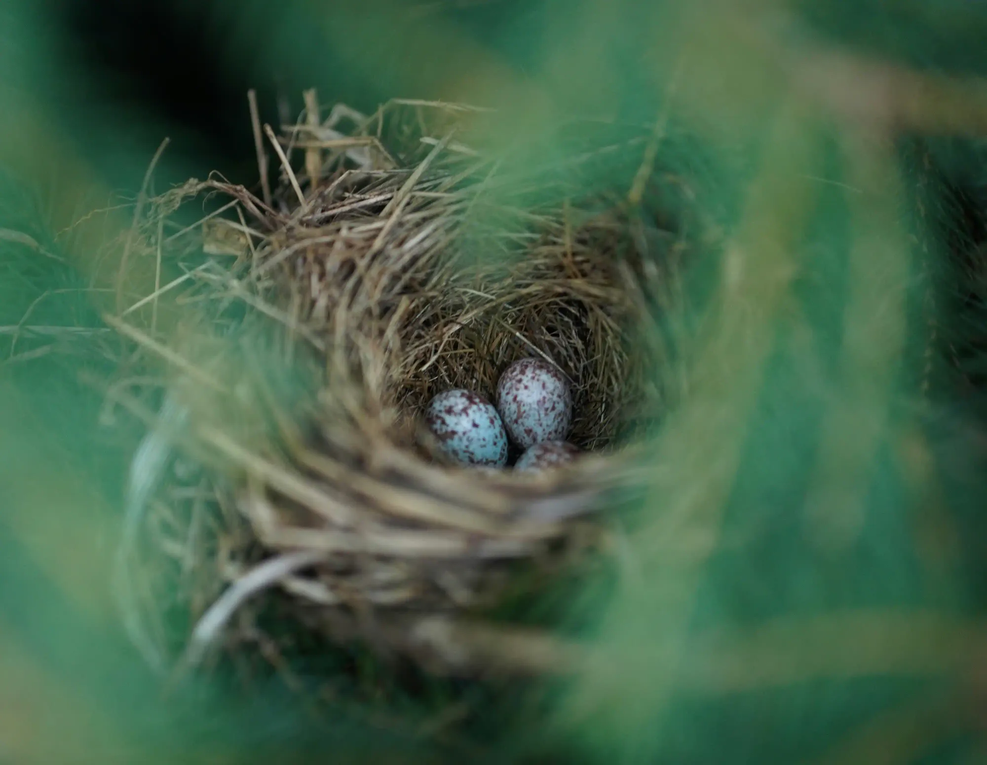 A delicately woven bird's nest holding three speckled eggs, representing the complex architecture of social learning and the second inheritance system in nature.