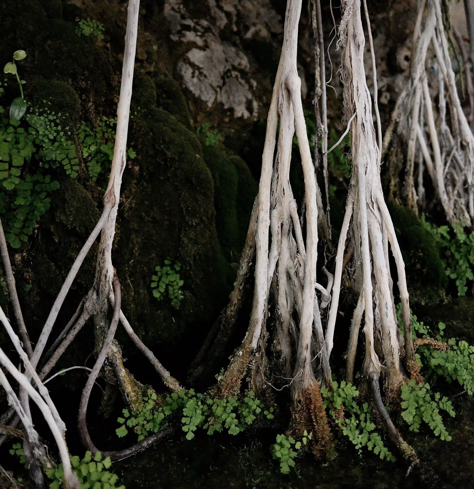 Macro view of tangled, raw plant roots growing over mossy rock, representing the organic tinkering of biological evolution.