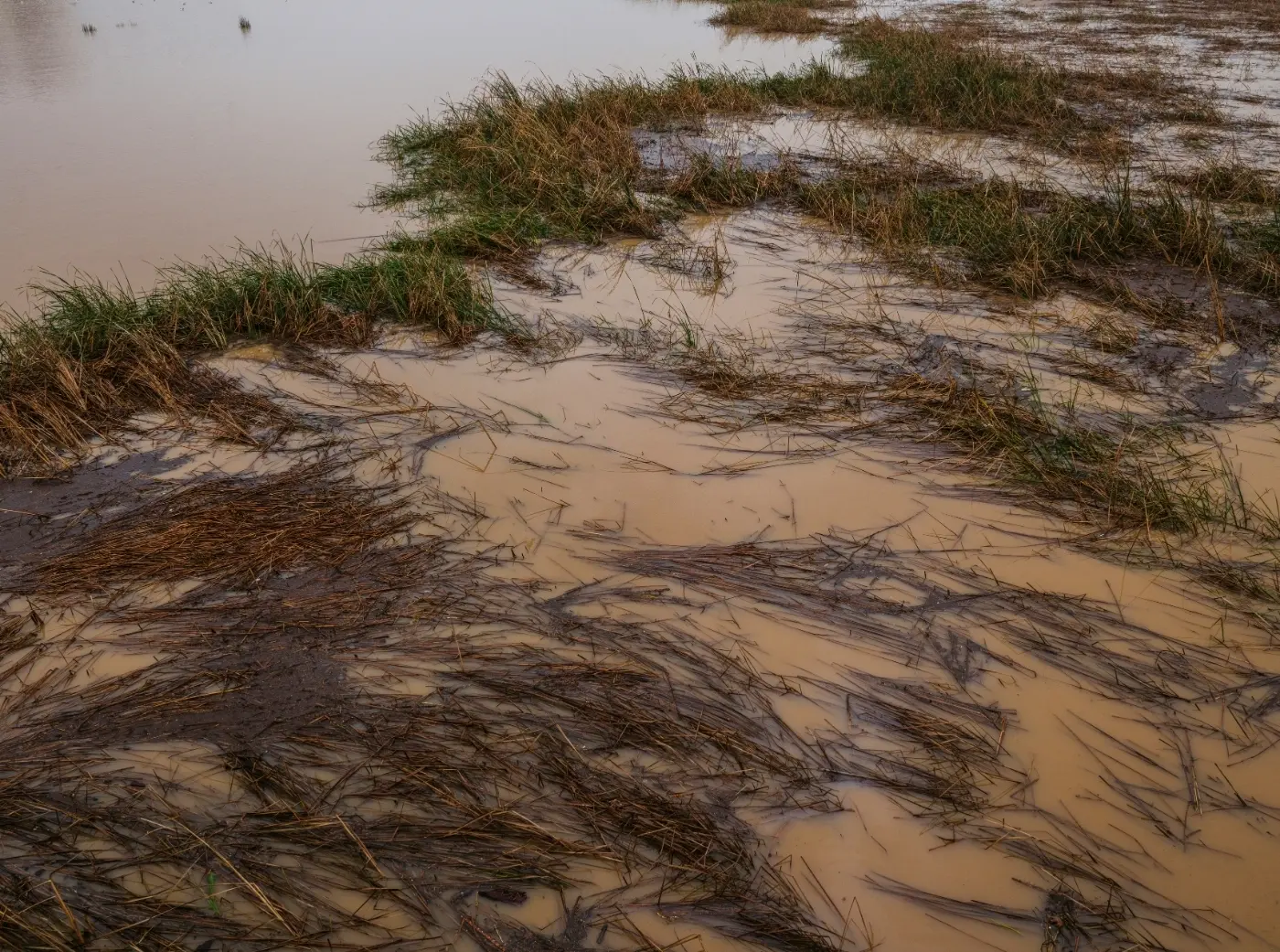 Flooded, muddy ground with flattened dark grass submerged in murky water, representing the environmental aftermath of relentless artificial rain.