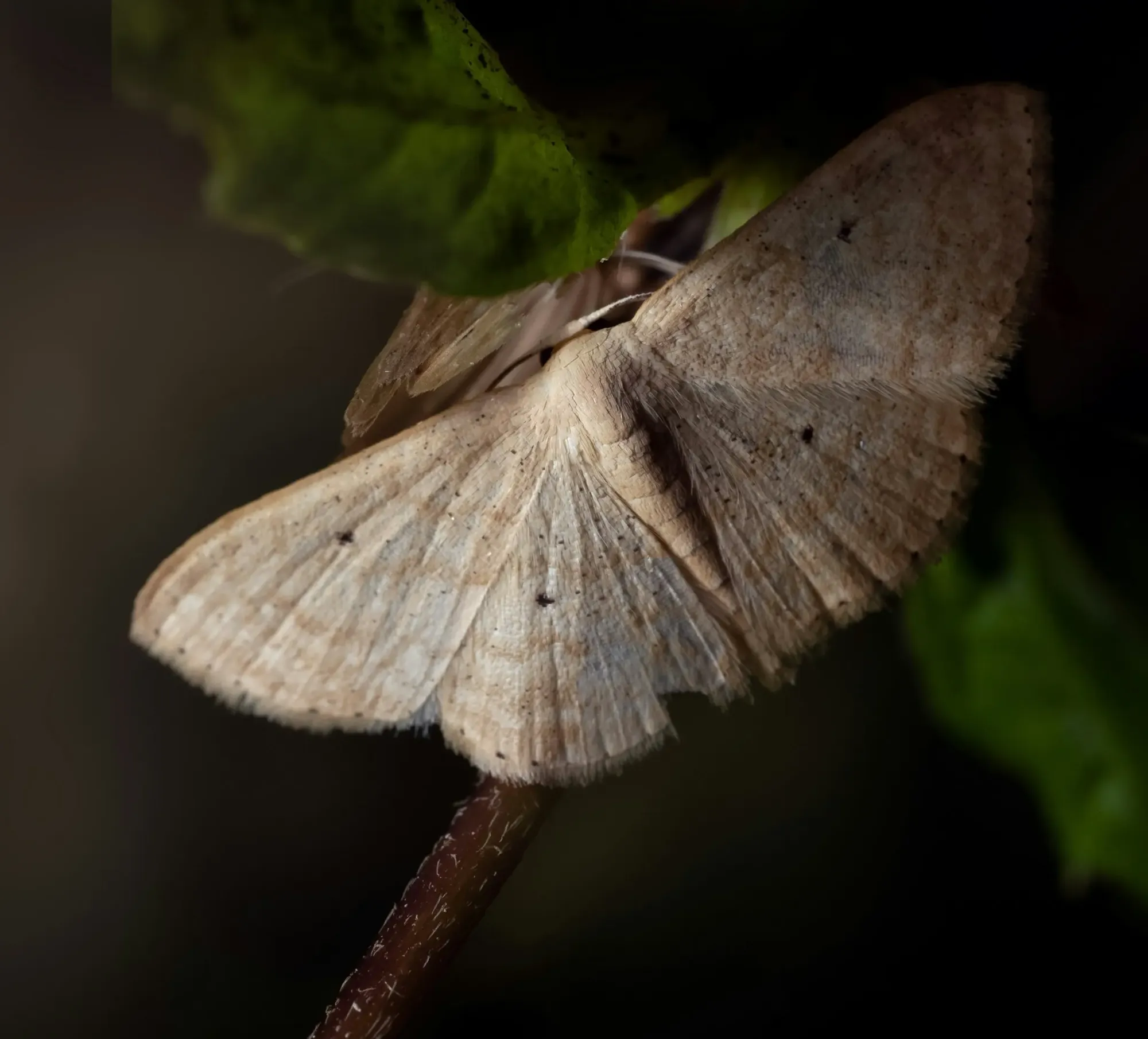 A macro close up of a pale moth resting on a thin dark branch, highlighting the delicate texture of its wings against a pitch black background.