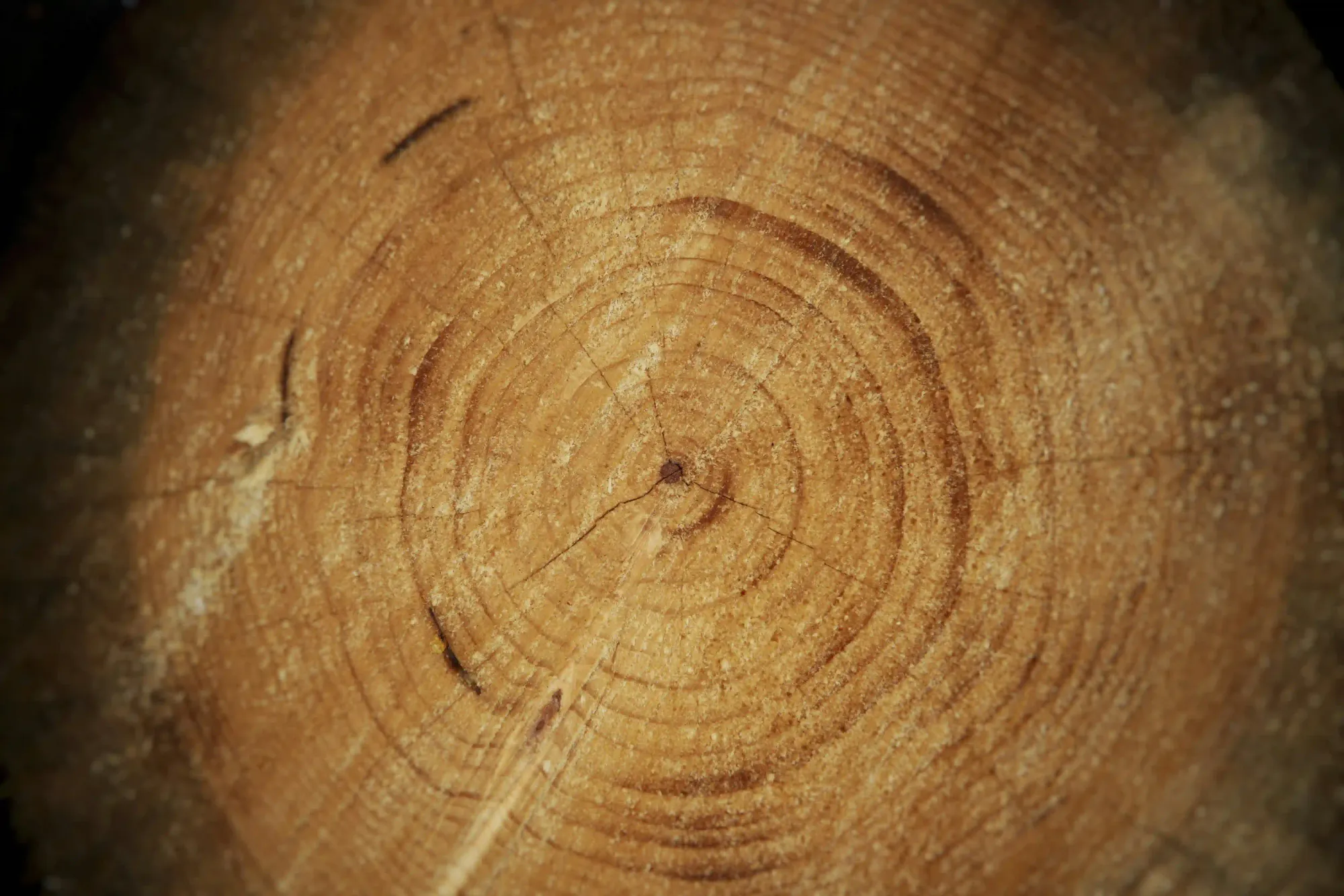 Close-up texture of wooden tree rings symbolizing the century-long Future Library art project in Oslo.