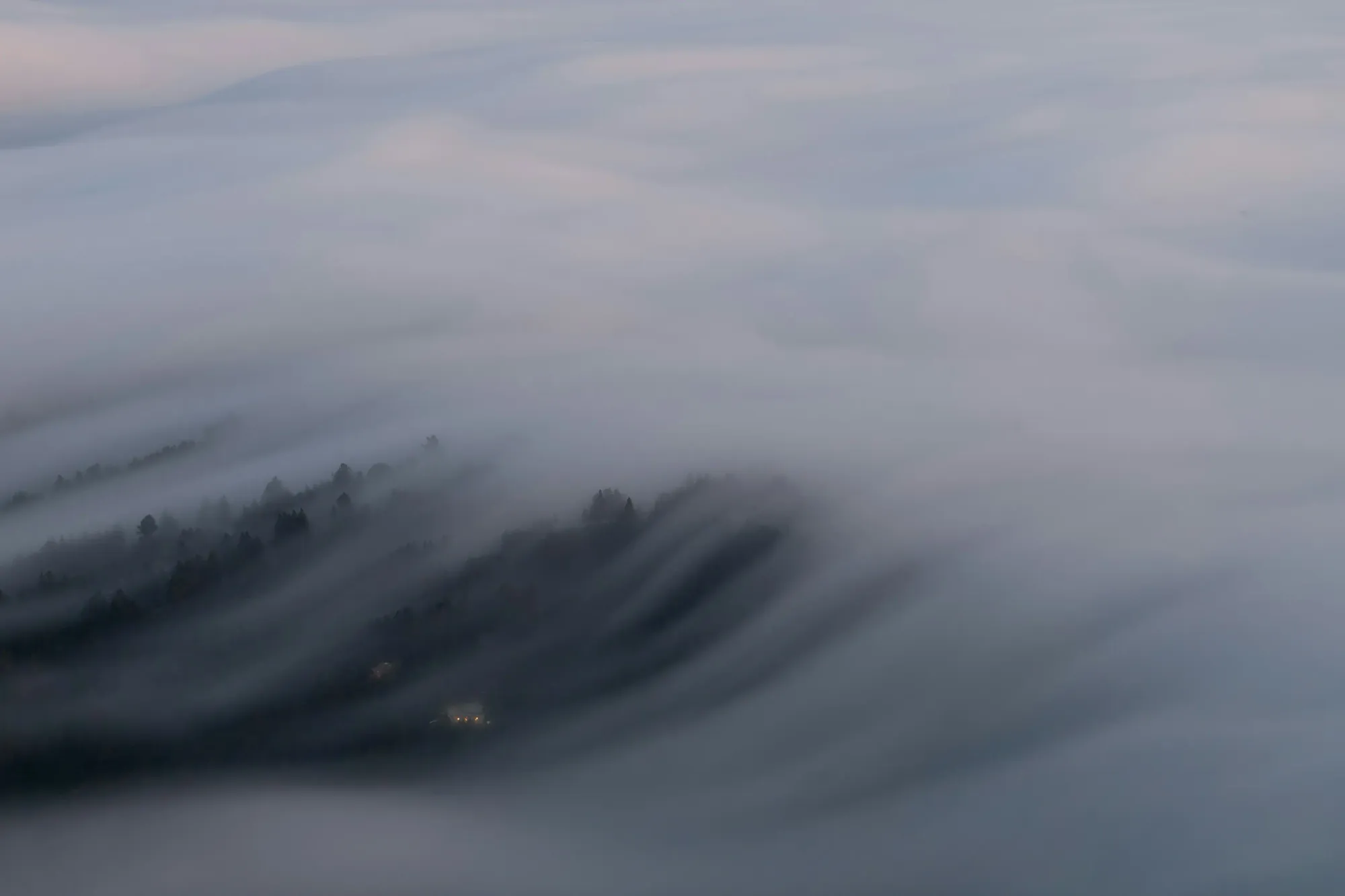 Long exposure of heavy fog rolling over a dark pine forest, symbolizing the uncertain future of the 100-year Future Library project.