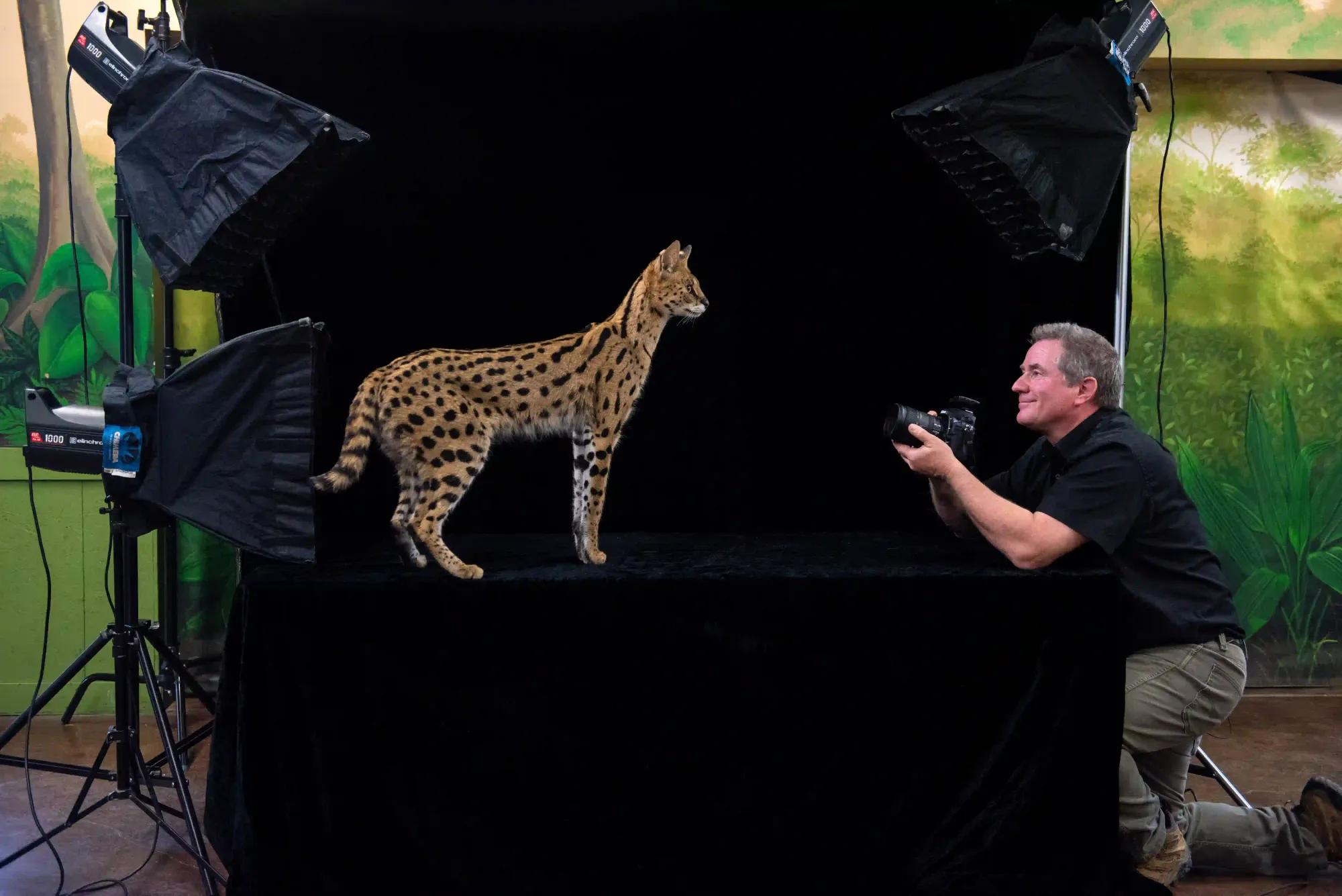 Joel Sartore kneeling with a camera to photograph Johnny the serval cat against a black backdrop in a studio setting.