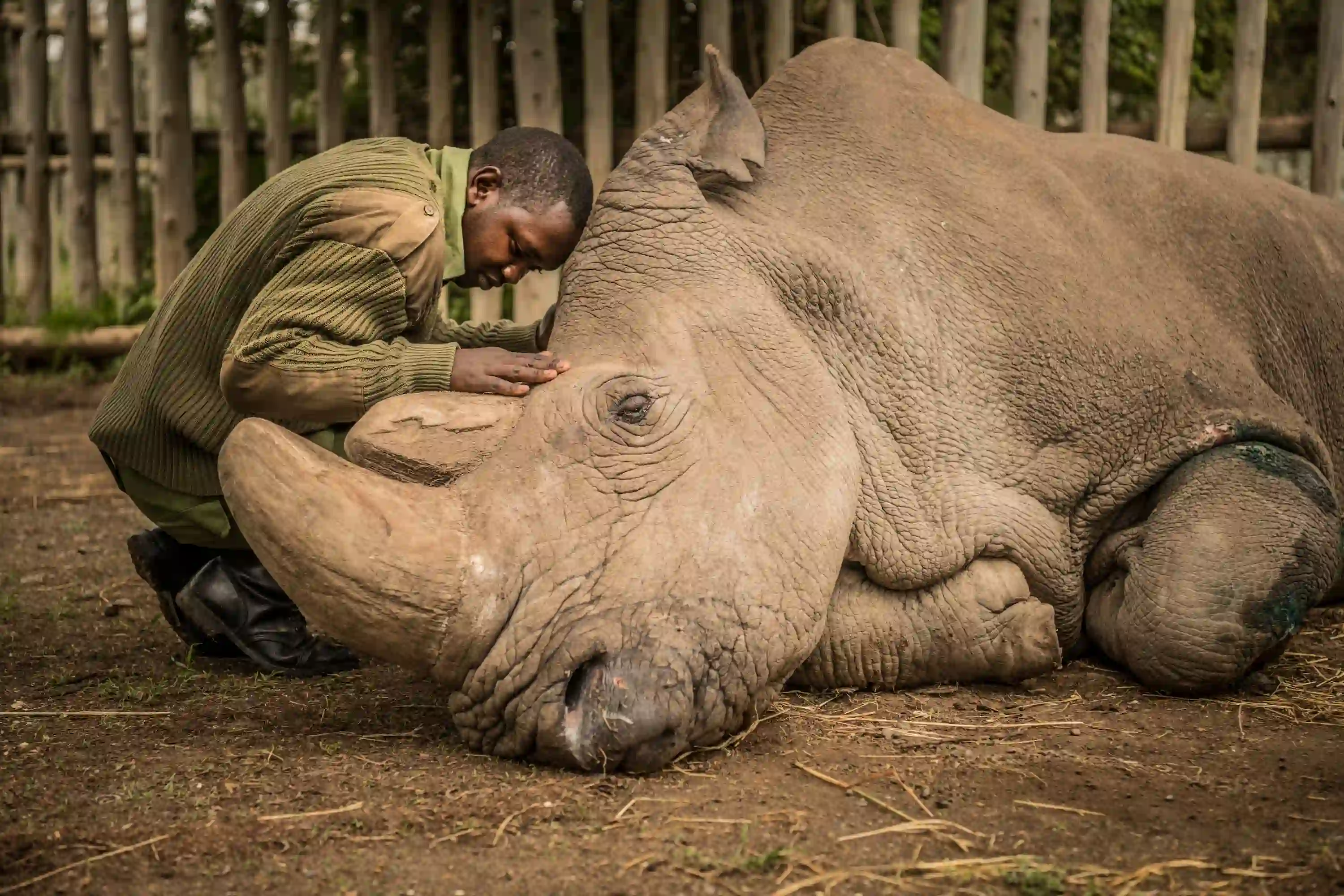 A heartbroken keeper rests his head gently against the head of Sudan, the world's last male northern white rhinoceros.
