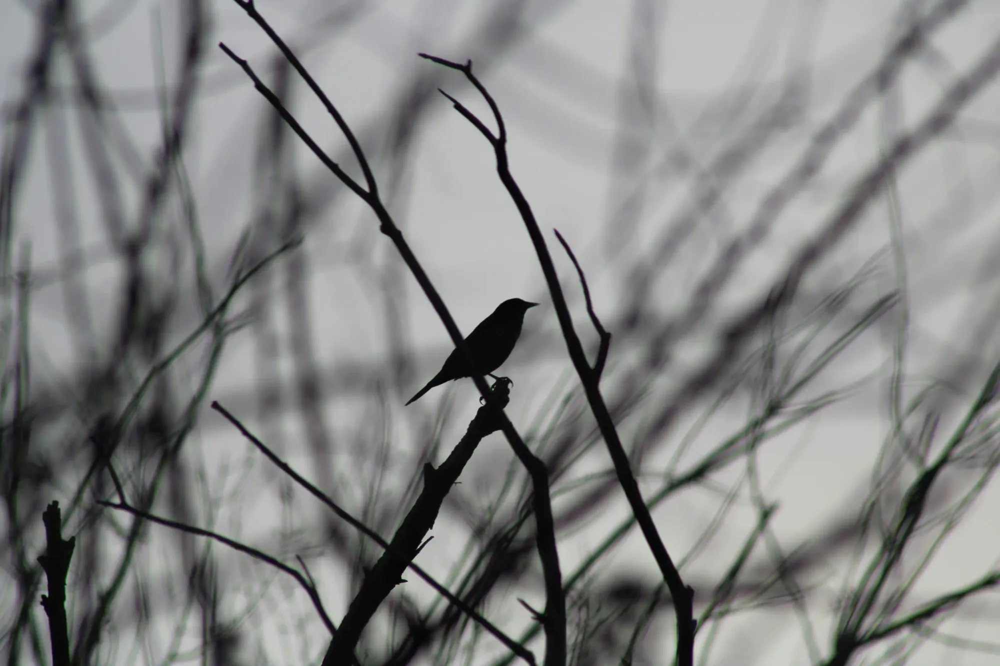 A sharp silhouette of a single bird perched on a bare winter branch against a pale, moody sky.