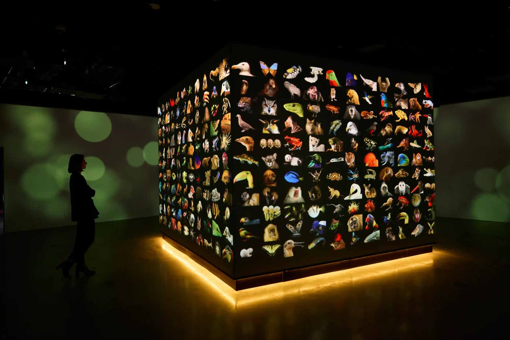 A silhouette of a visitor standing in a dark room, looking at a large glowing cube displaying hundreds of animal portraits at the Photo Ark exhibition.