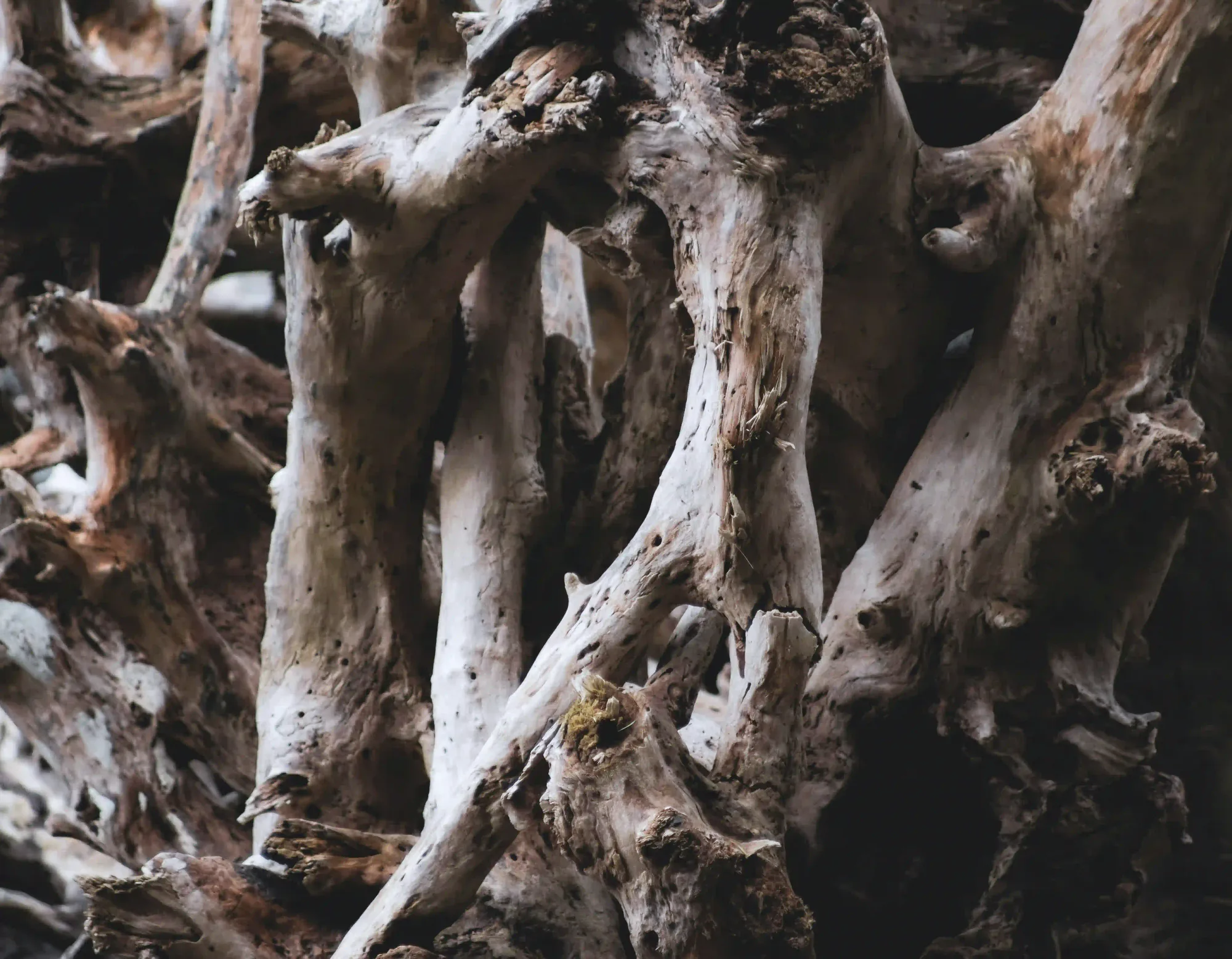 Close-up of weathered, tangled driftwood, symbolizing endurance and the imperfect structures left by biological survival.